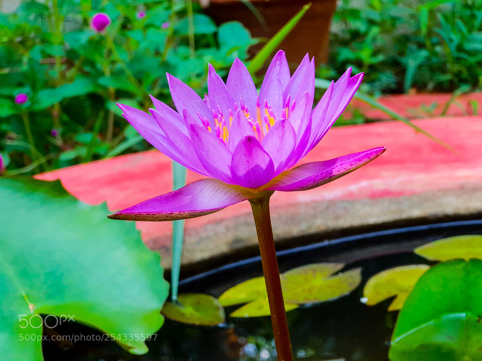 Samsung Galaxy S9+ sample photo. Lotus- nelumbo nucifera photography