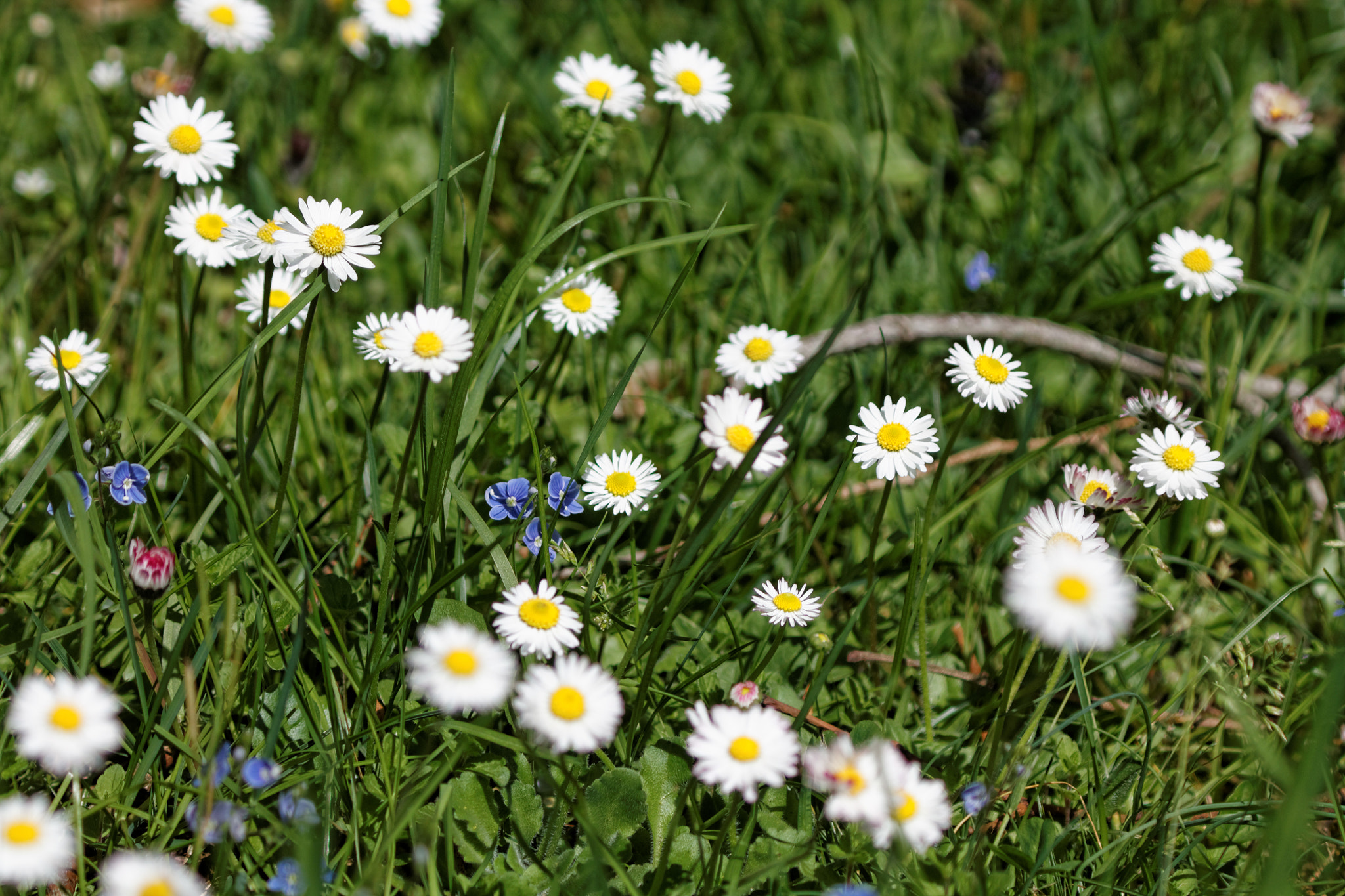 Canon EOS 1100D (EOS Rebel T3 / EOS Kiss X50) + Canon EF 70-210mm f/4 sample photo. Le temps des fleurettes photography