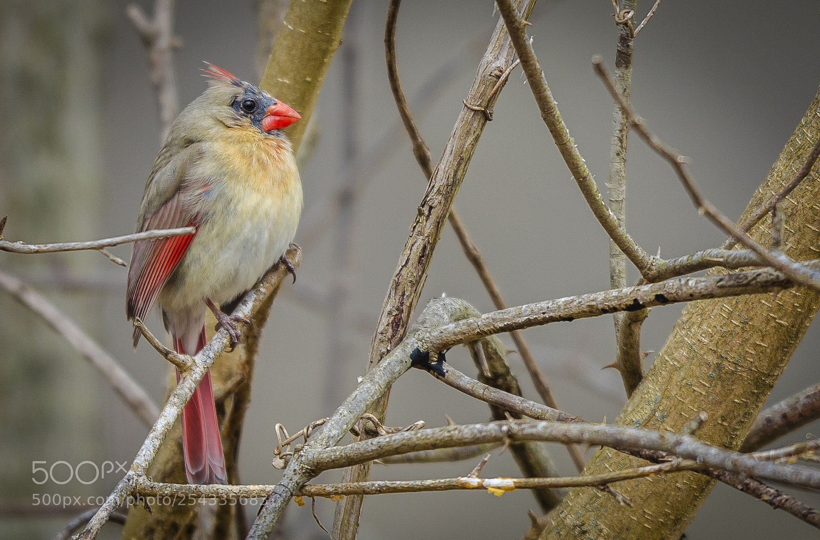 Canon EOS 5DS R sample photo. Female cardinal photography