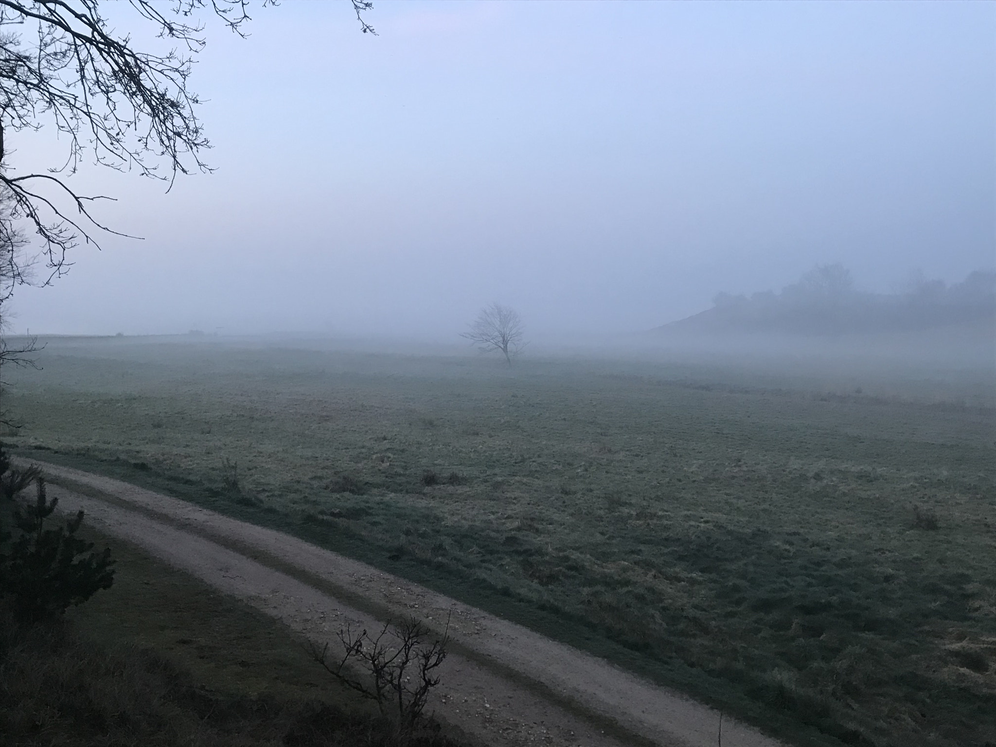Apple iPad Pro (10.5-inch) sample photo. Tre in the fog! photography
