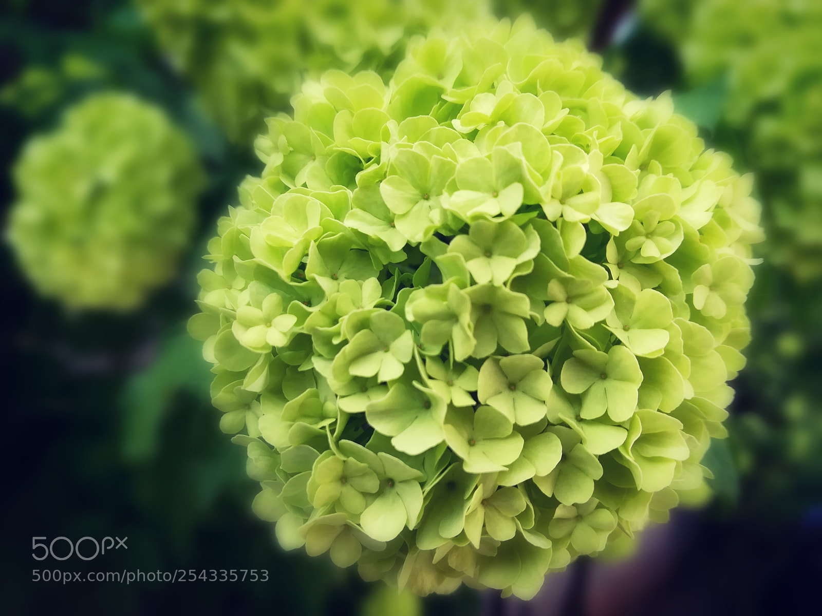 HUAWEI P10 lite sample photo. Untitled photography