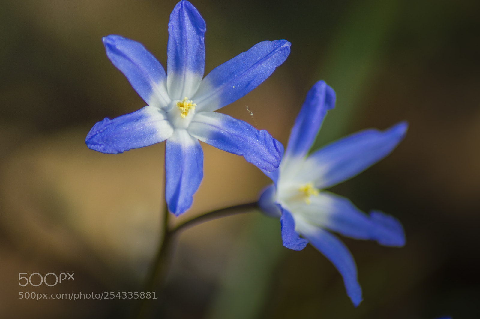 Nikon D3200 sample photo. Blue flower photography