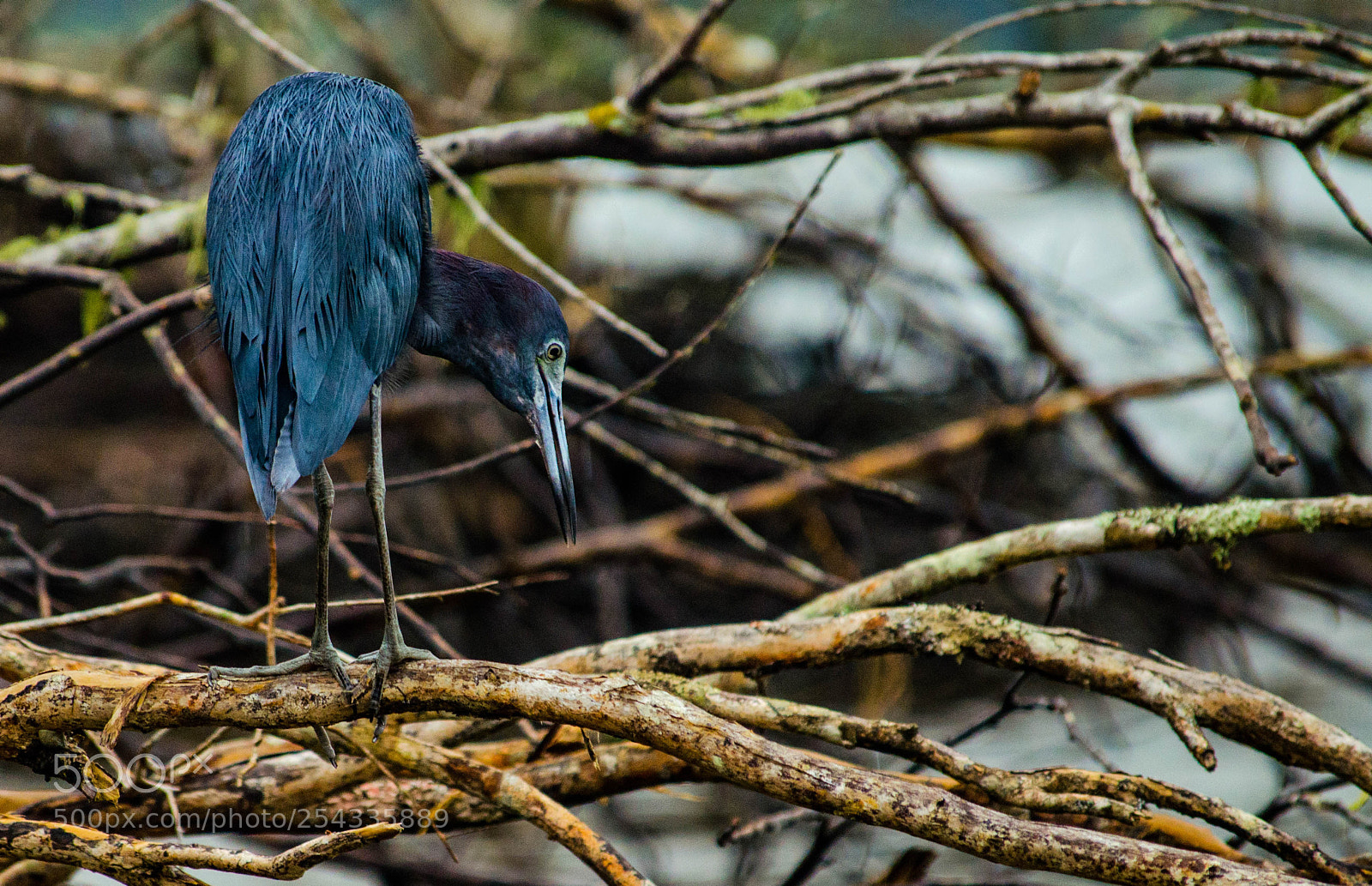 Nikon D5100 sample photo. Garça-azul (egretta caerulea) photography