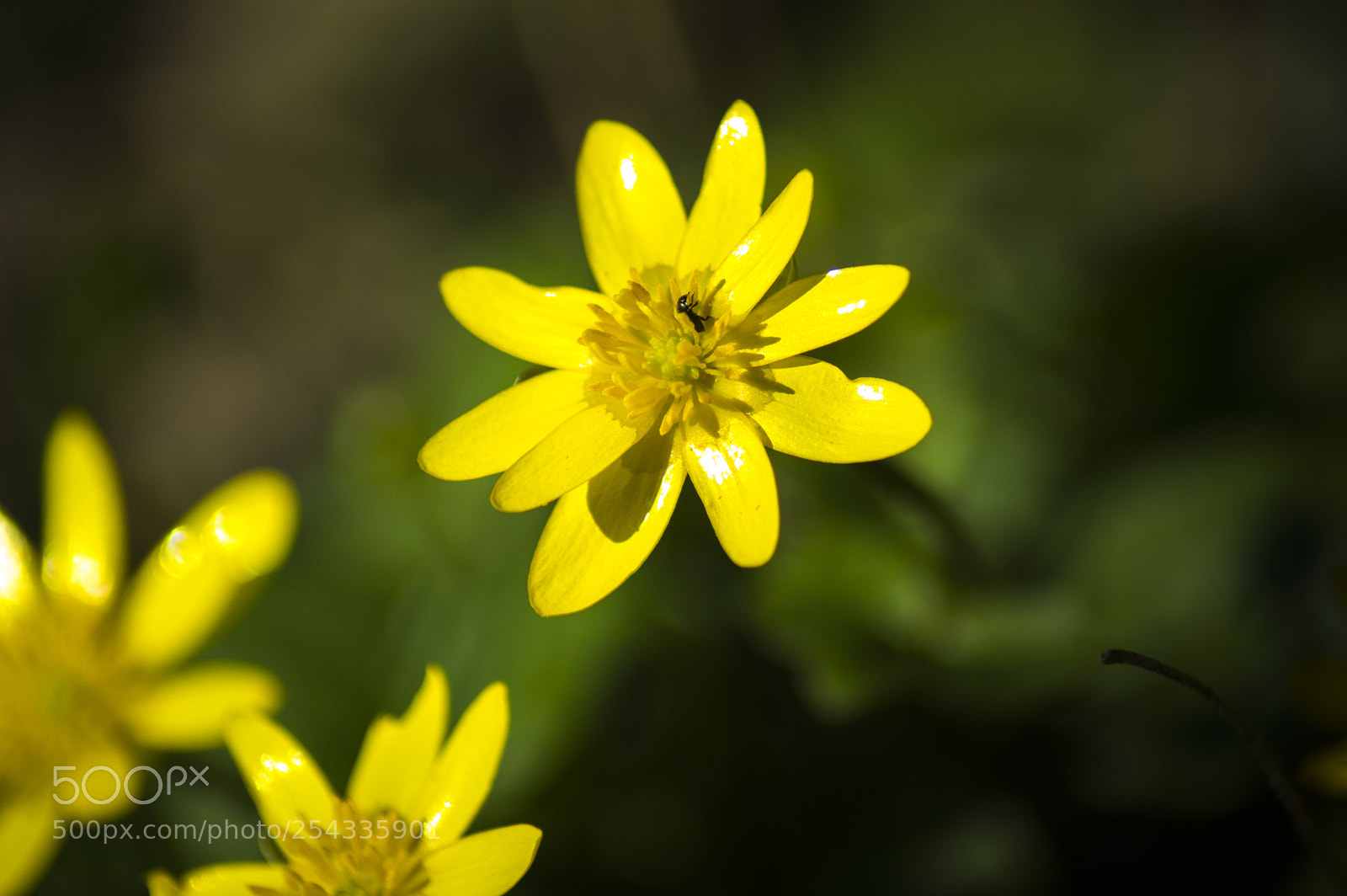 Nikon D3200 sample photo. Yellow flower photography