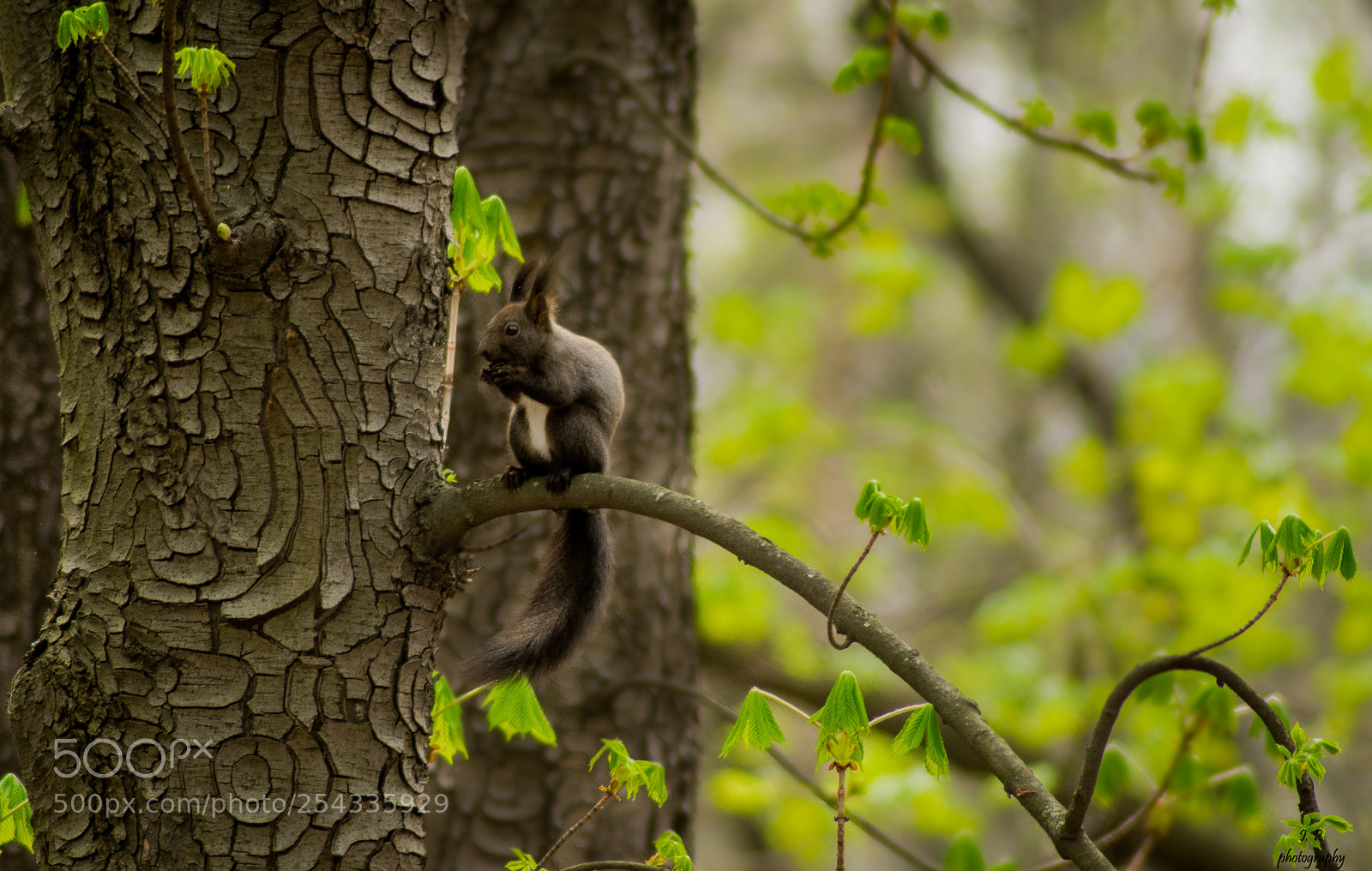 Nikon D7200 sample photo. Squirrel photography