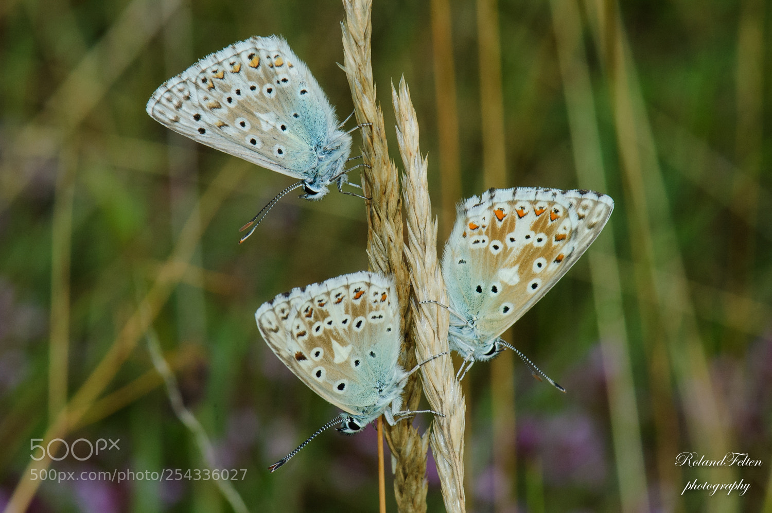 Nikon D70 sample photo. Butterfly trio photography