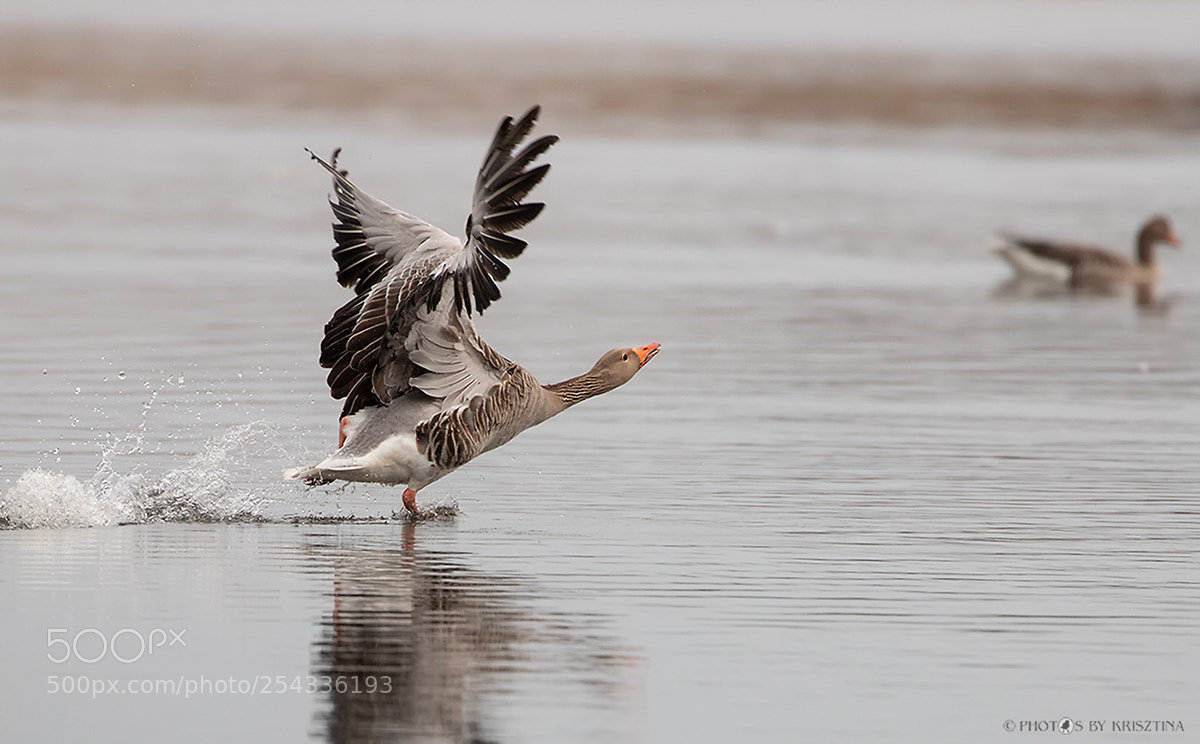 Canon EOS 70D sample photo. The ballet dancer :-) photography