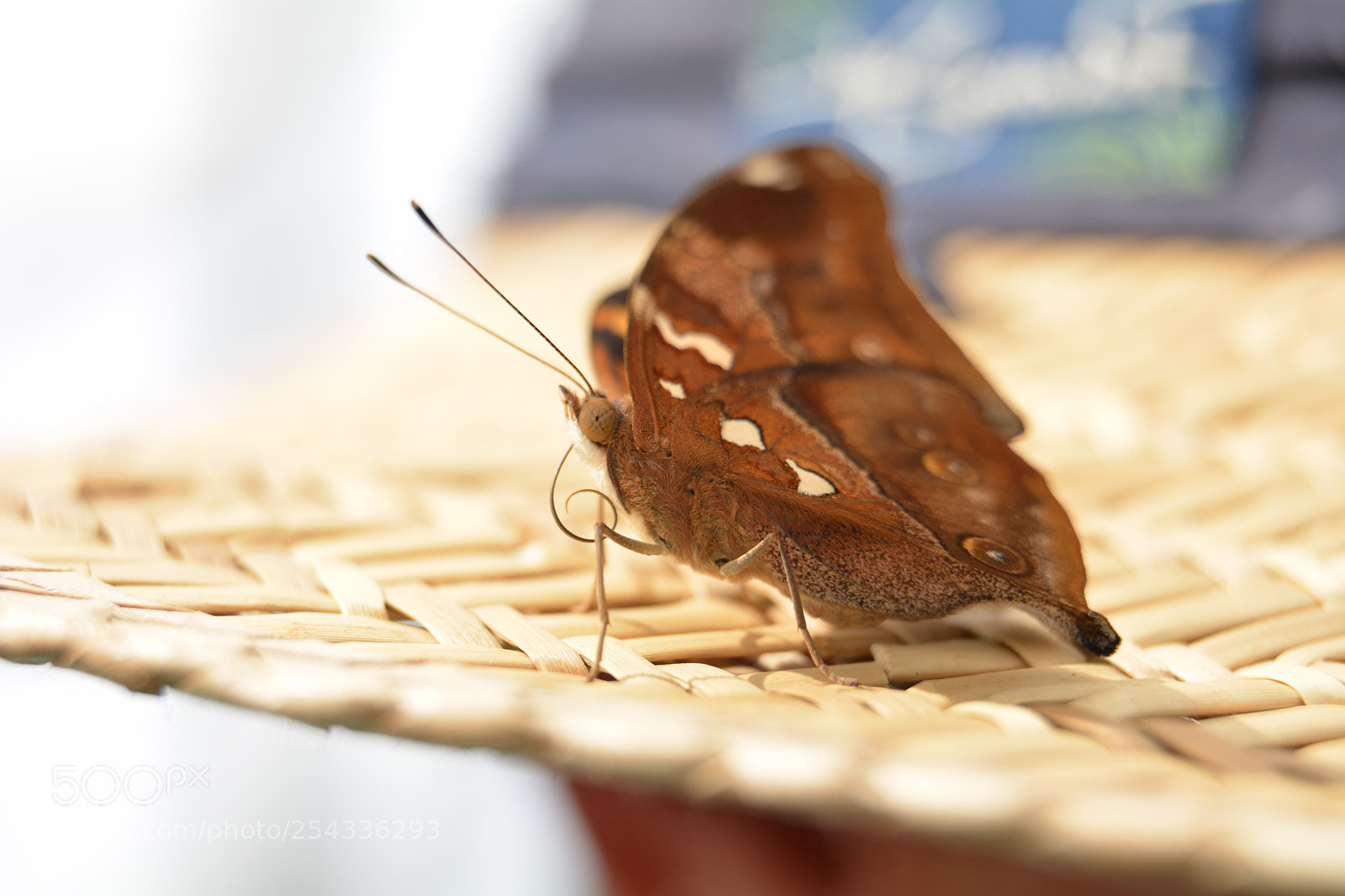 Nikon D7100 sample photo. Buddy butterfly photography