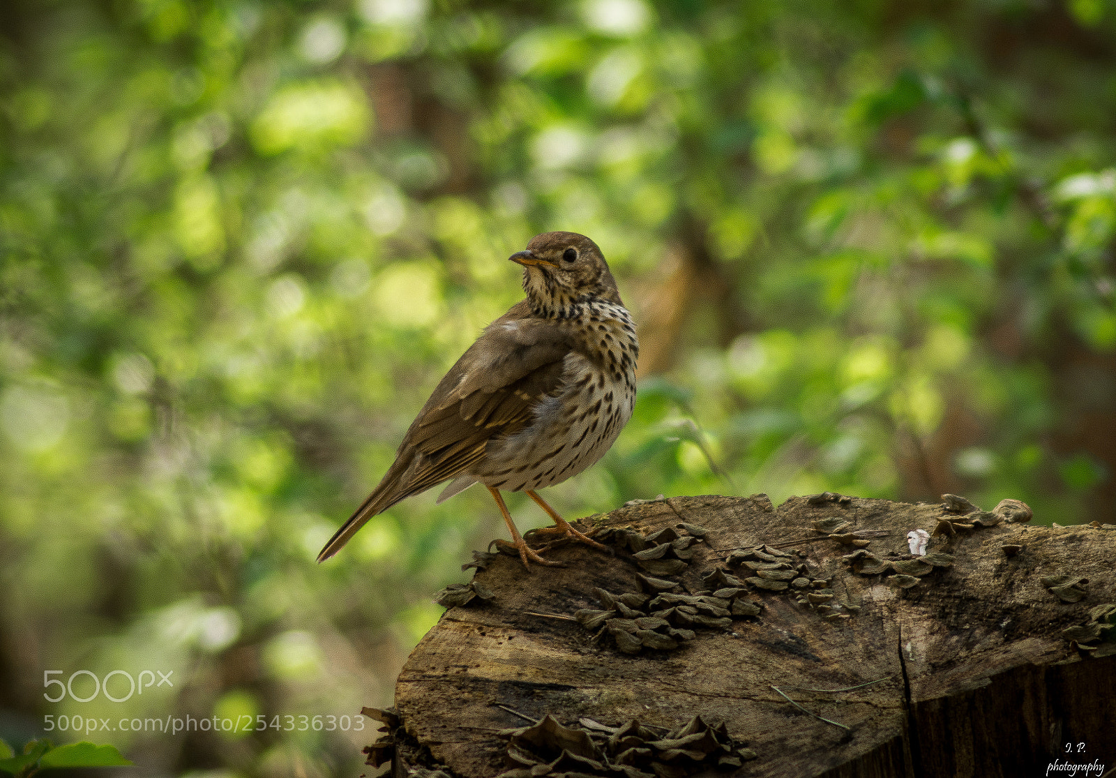 Nikon D7200 sample photo. Song thrush photography