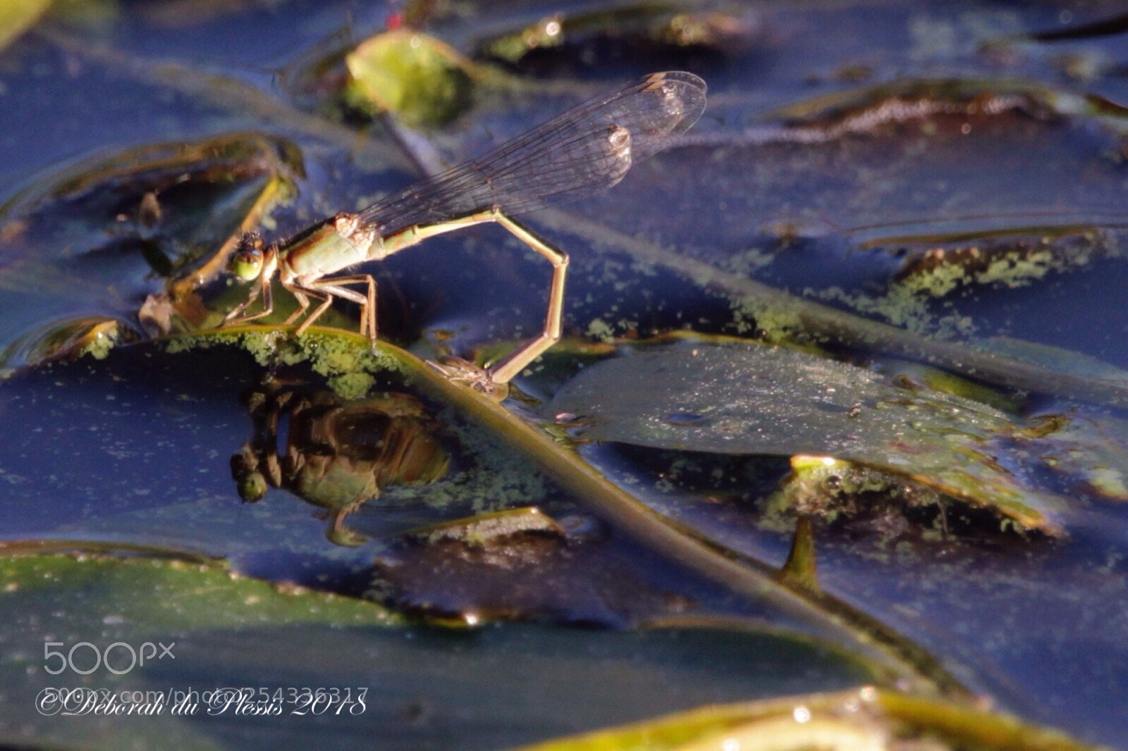 Canon EOS 7D sample photo. Reflection photography