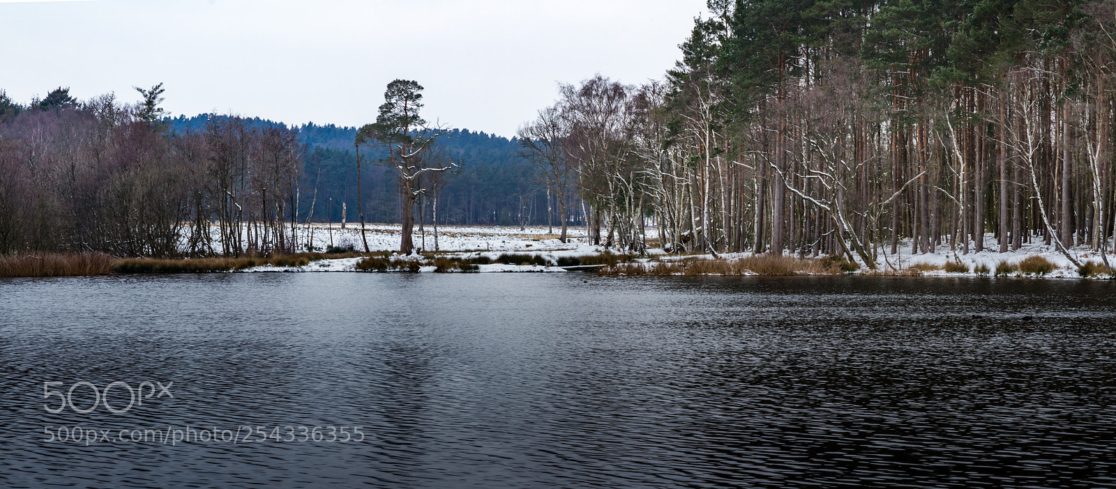 Canon EOS 7D sample photo. Spring in the forest! photography