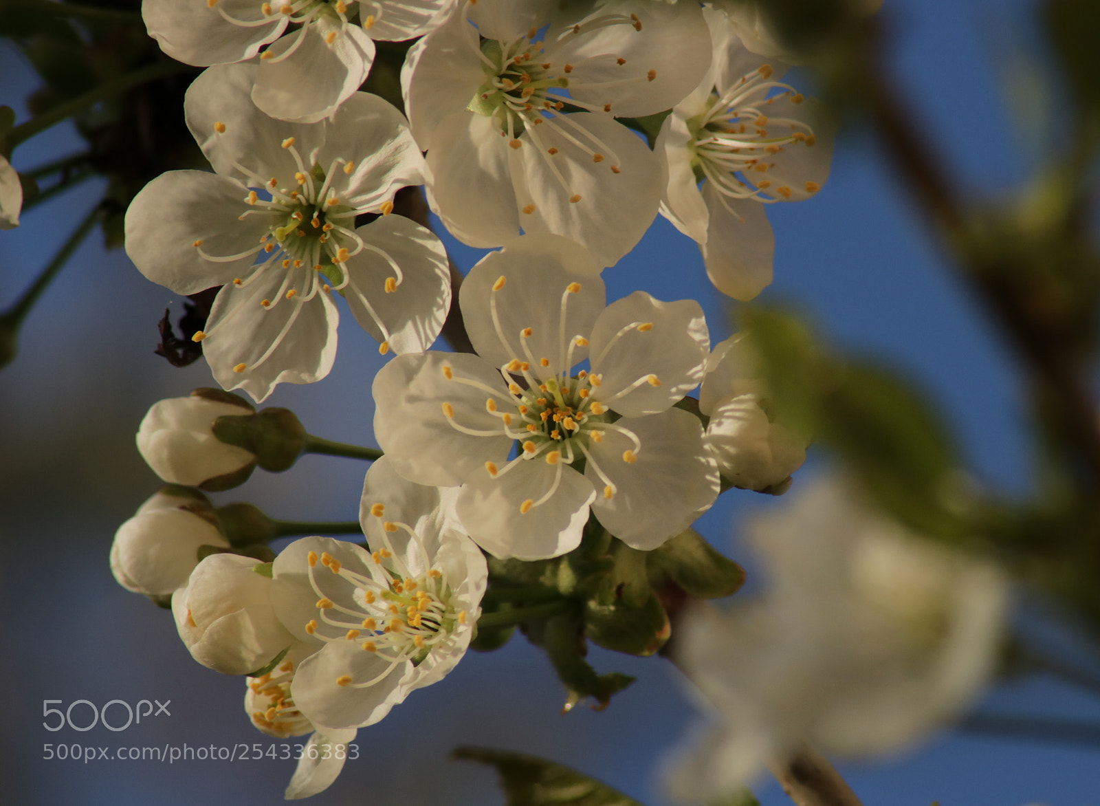 Canon EOS 750D (EOS Rebel T6i / EOS Kiss X8i) sample photo. Cherry blossom part 2 photography