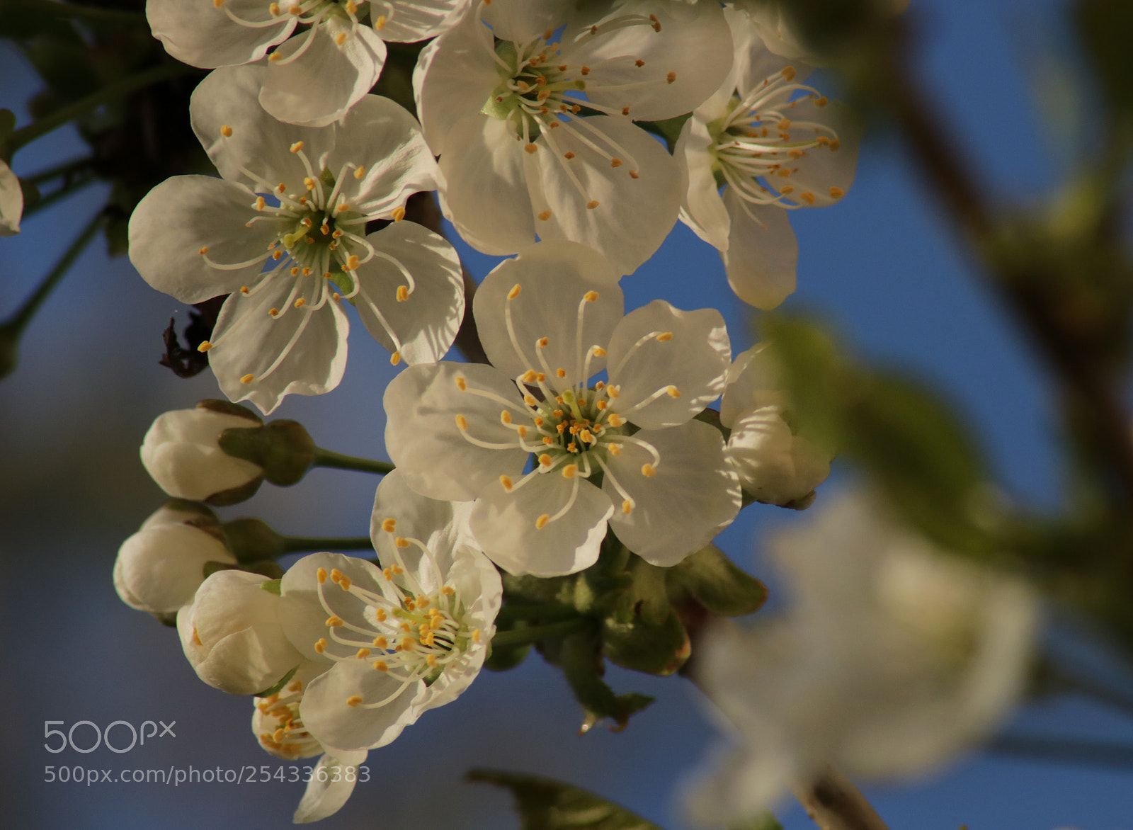 Canon EOS 750D (EOS Rebel T6i / EOS Kiss X8i) sample photo. Cherry blossom part 2 photography