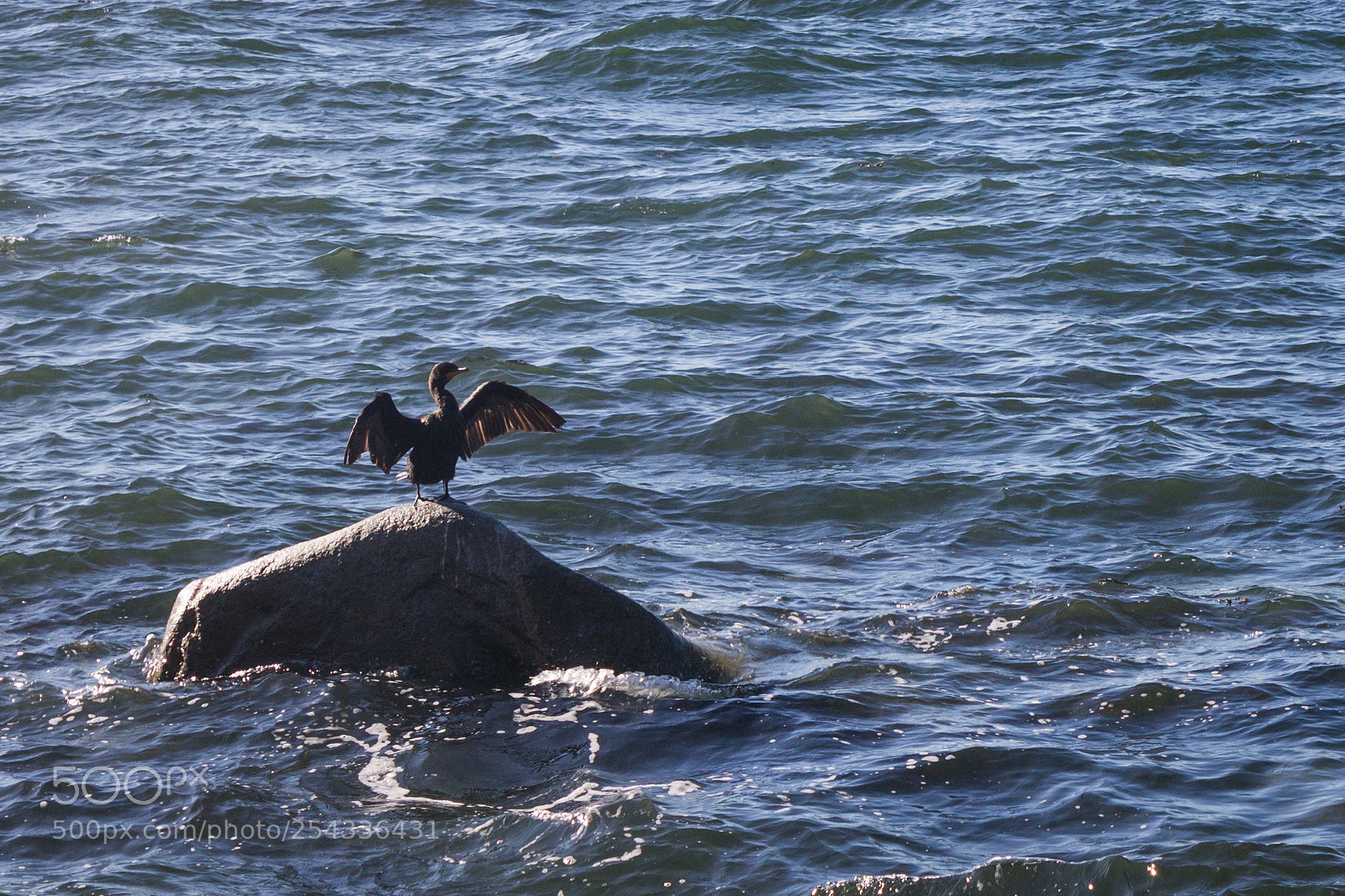 Canon EOS 1100D (EOS Rebel T3 / EOS Kiss X50) sample photo. Bird on rock photography