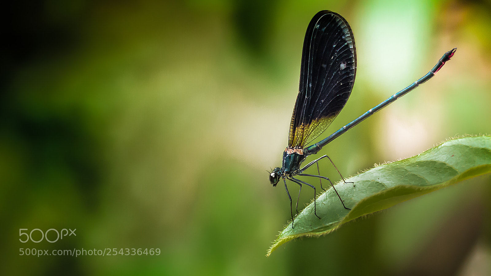 Panasonic Lumix DMC-FZ200 sample photo. Dragonfly photography