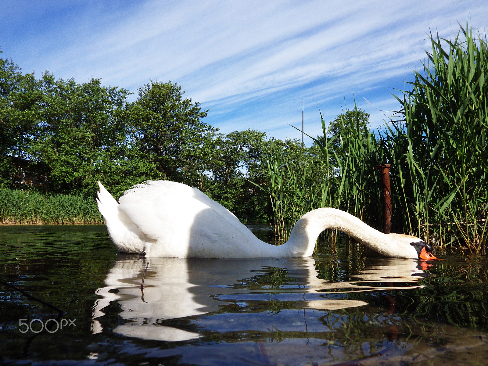Pentax X-5 sample photo. Swan photography