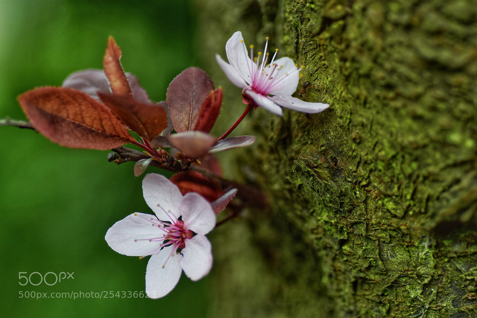 Nikon D5300 sample photo. Spring is beautiful photography
