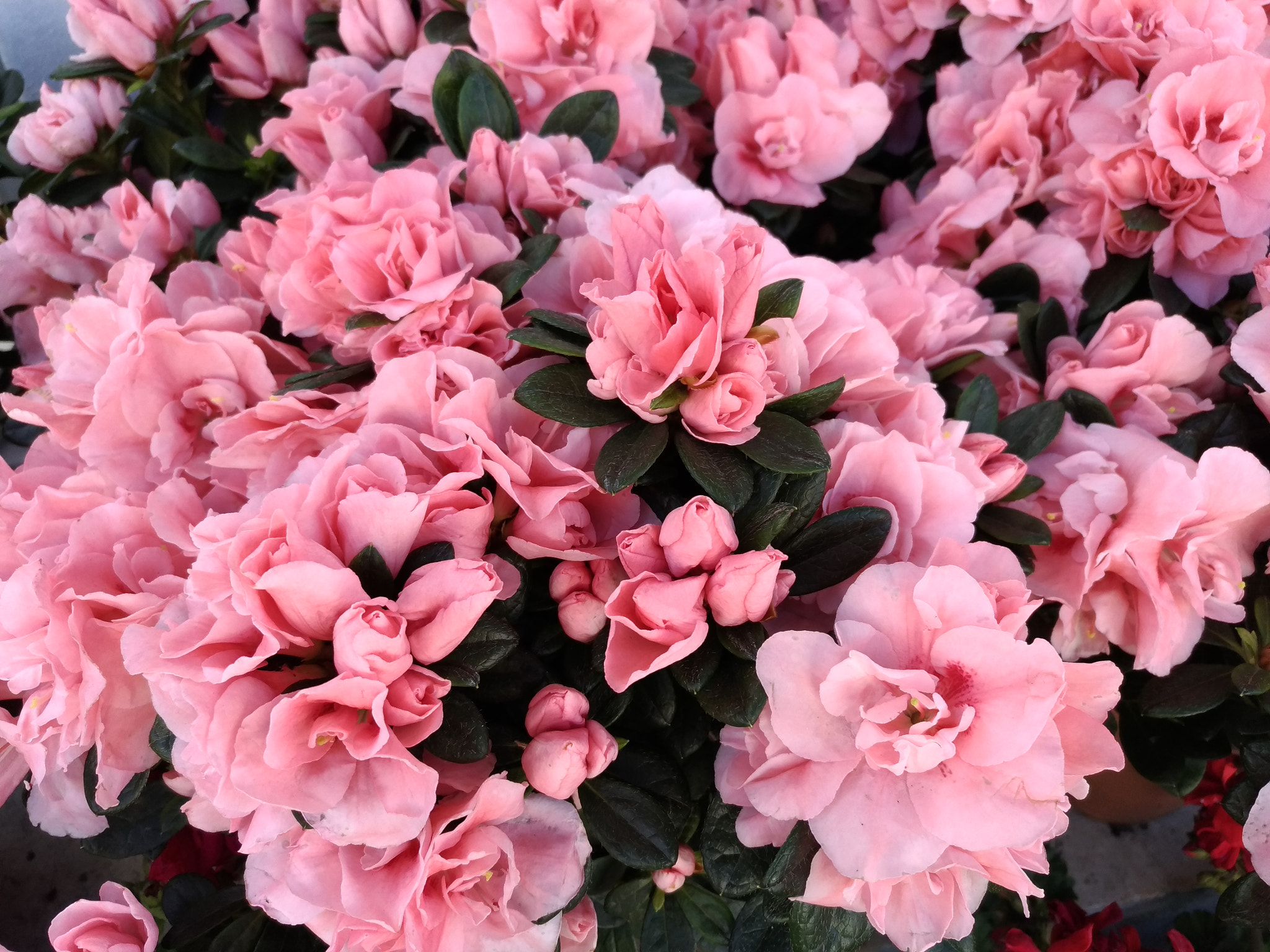 ASUS ZenFone 3 (ZE552KL) sample photo. Flower dream photography