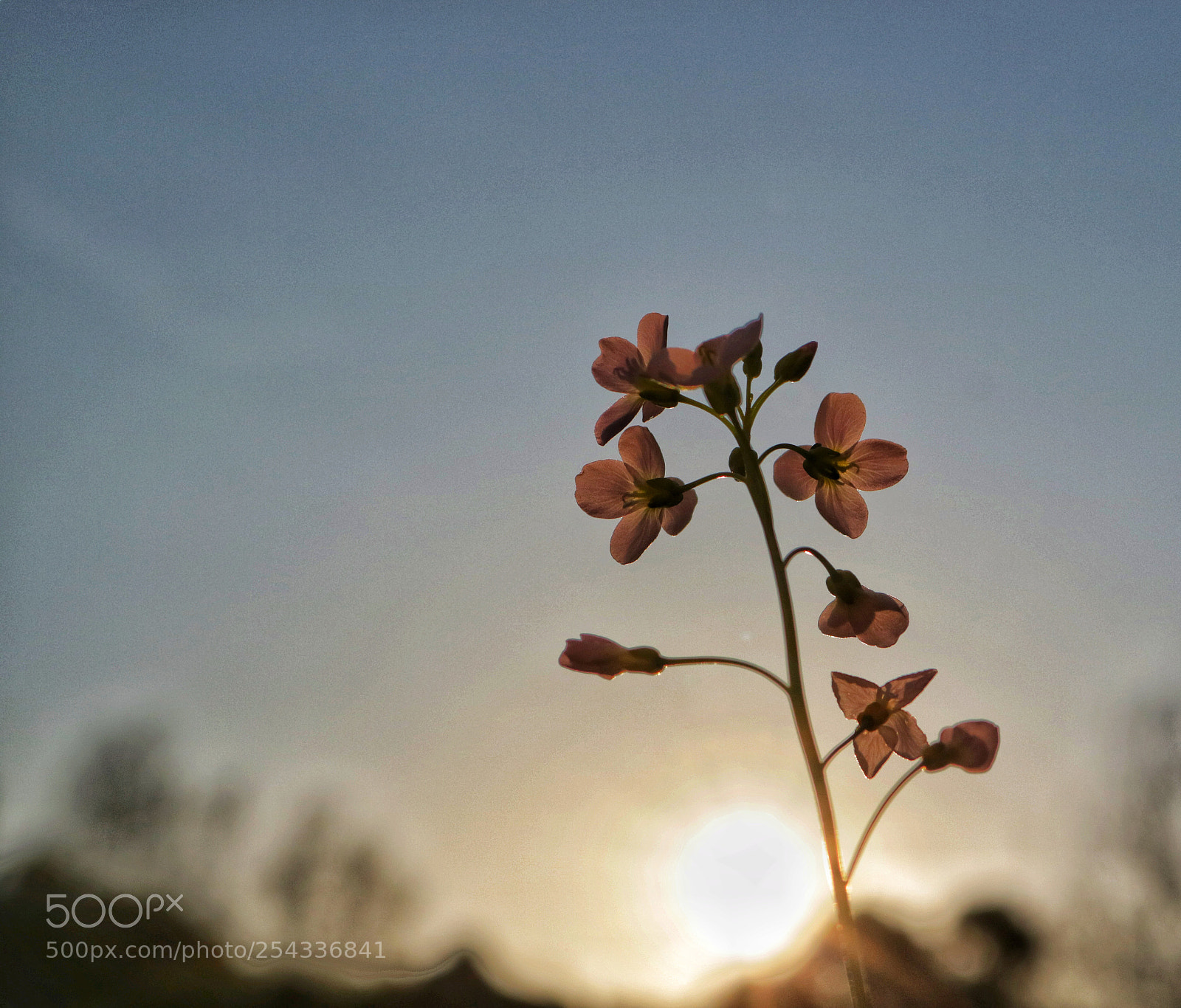 Canon EOS 750D (EOS Rebel T6i / EOS Kiss X8i) sample photo. Meadowfoam photography