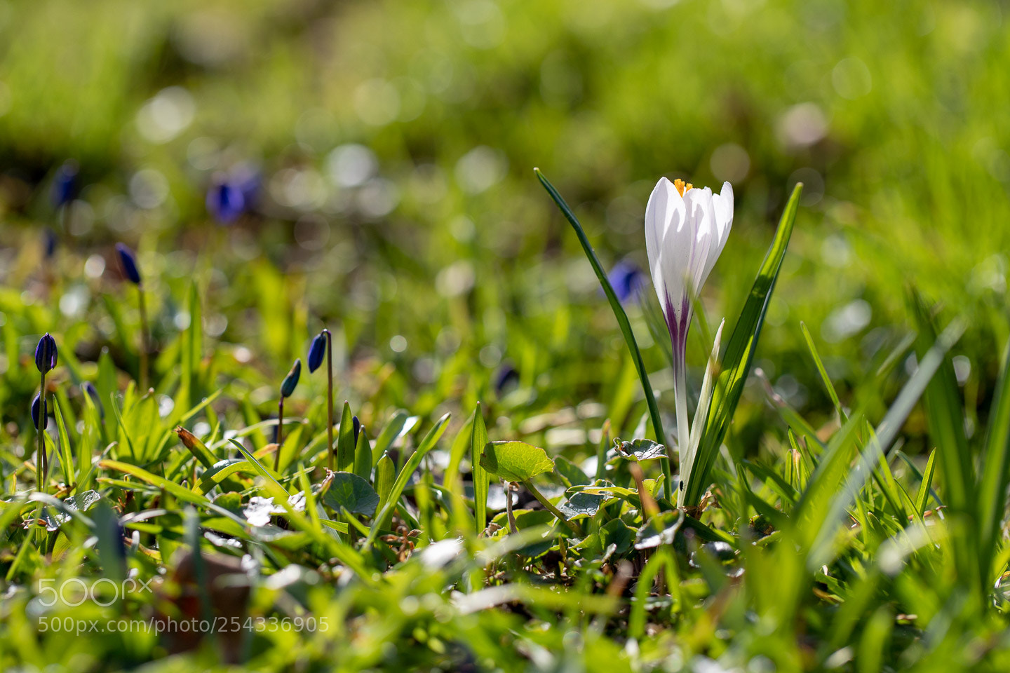 Canon EOS 6D Mark II sample photo. Botanischer garten photography