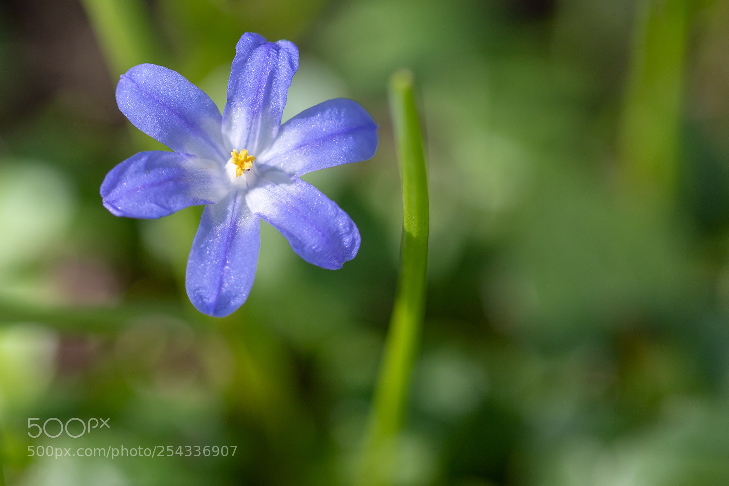 Canon EOS 6D Mark II sample photo. Botanischer garten photography