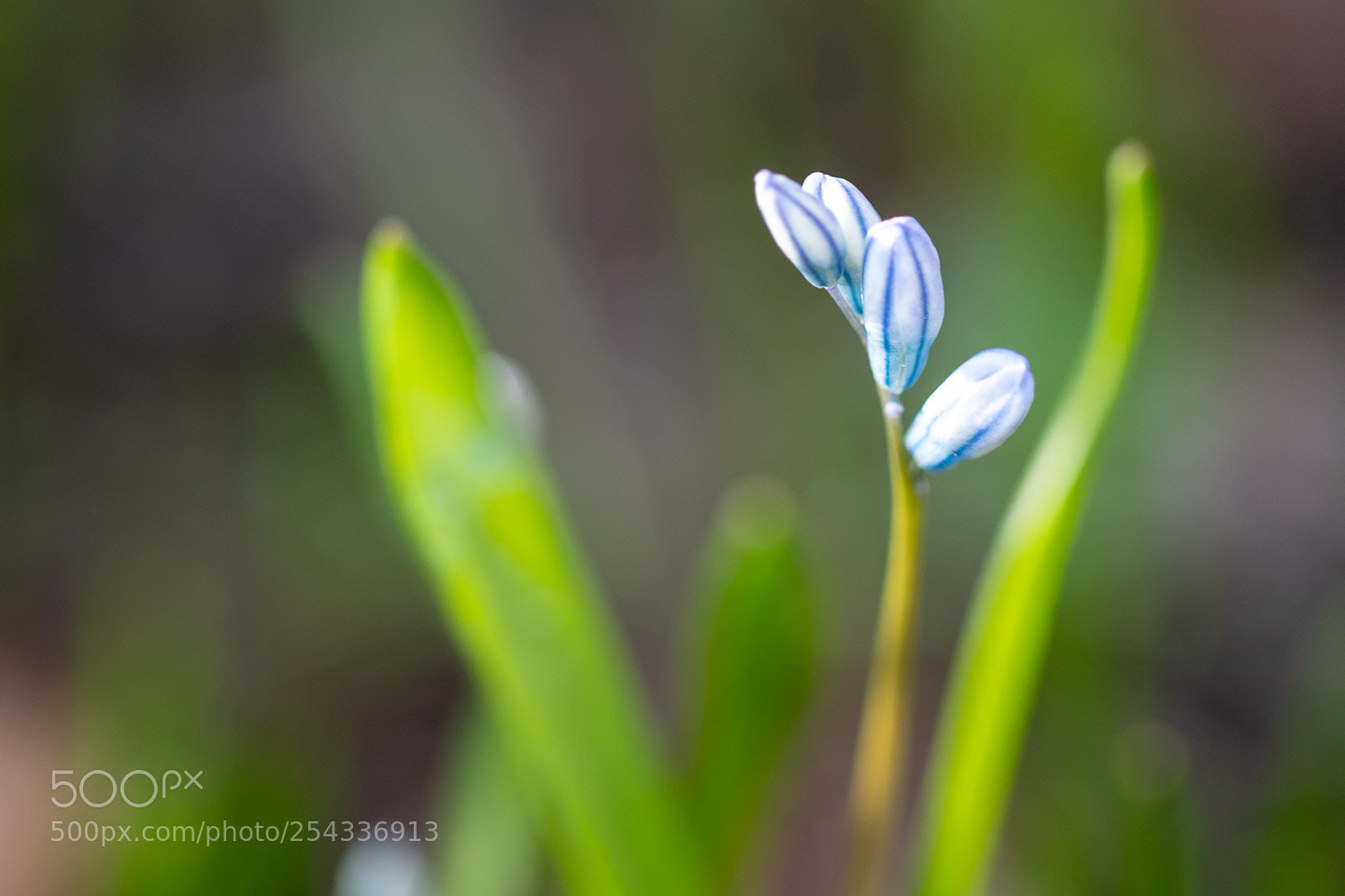 Canon EOS 6D Mark II sample photo. Botanischer garten photography
