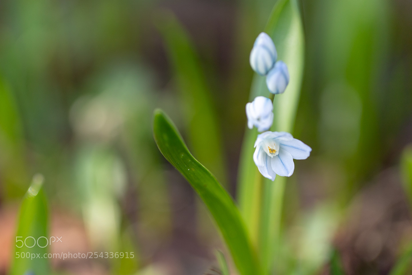 Canon EOS 6D Mark II sample photo. Botanischer garten photography