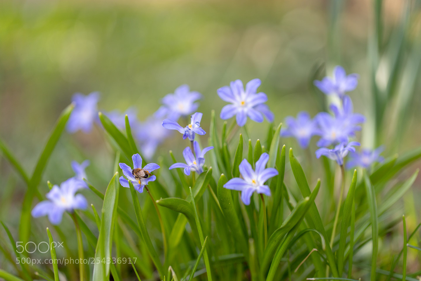 Canon EOS 6D Mark II sample photo. Botanischer garten photography