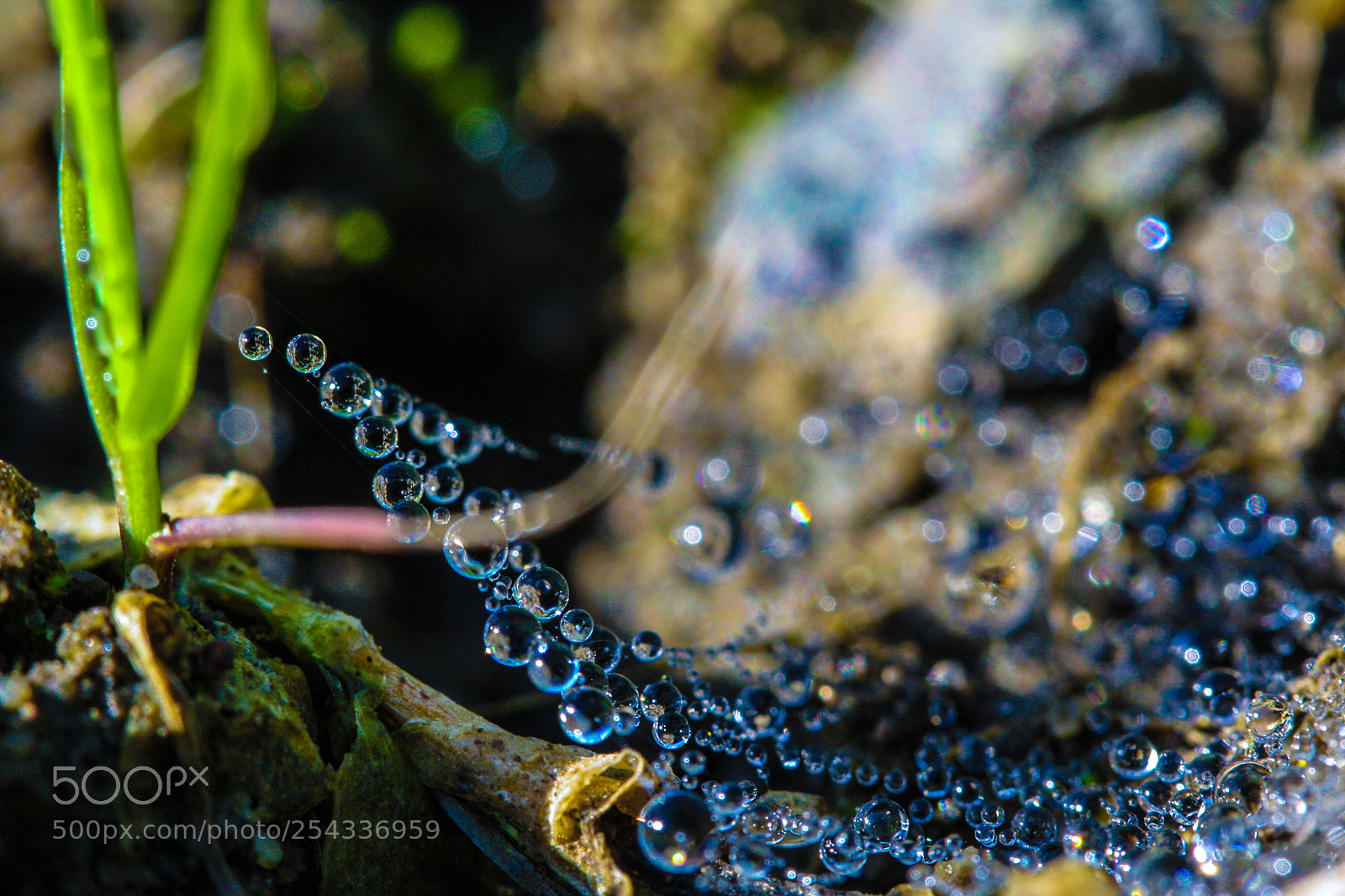 Canon EOS 1000D (EOS Digital Rebel XS / EOS Kiss F) sample photo. Floating drops photography