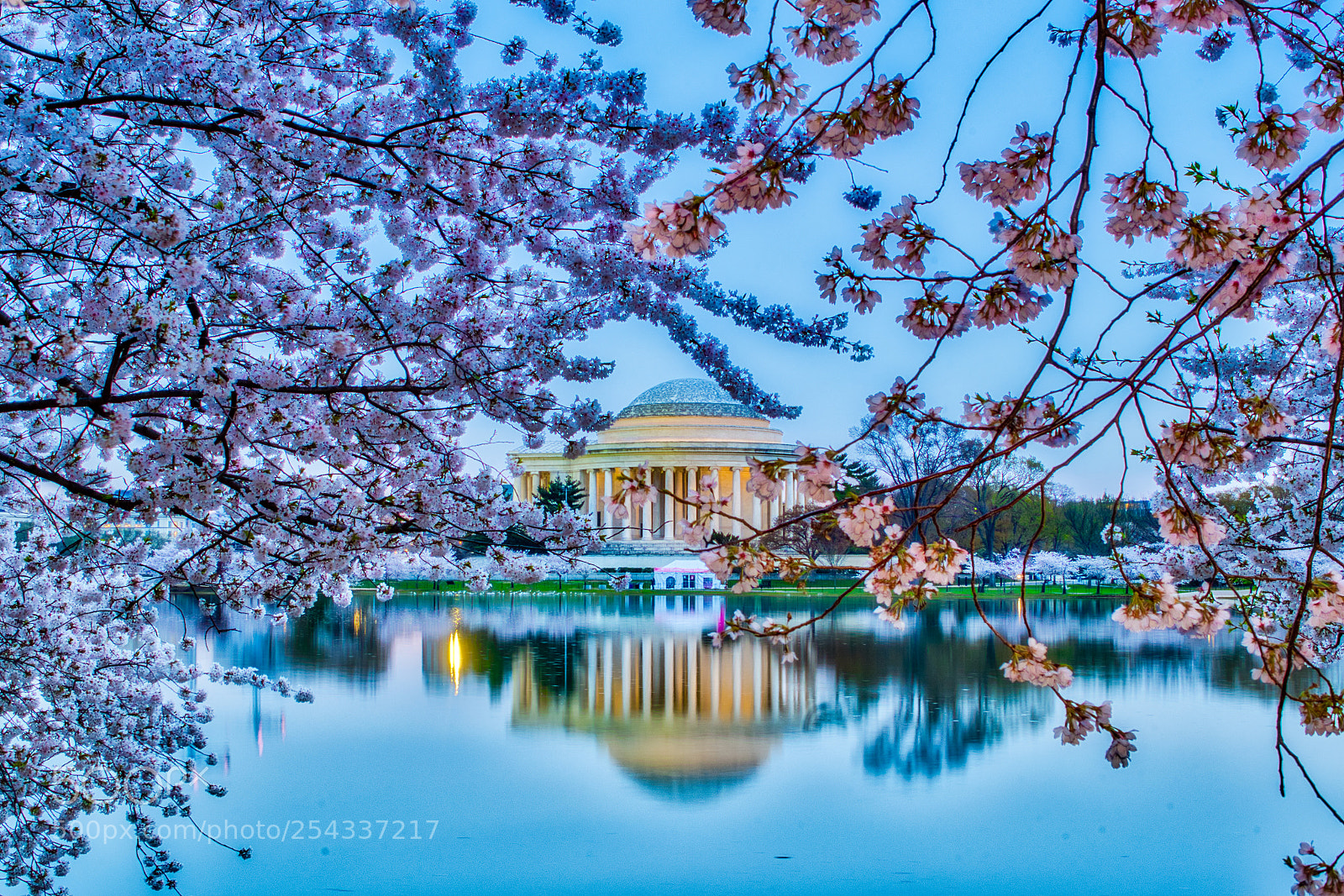 Nikon D500 sample photo. Jefferson memorial through cherry photography