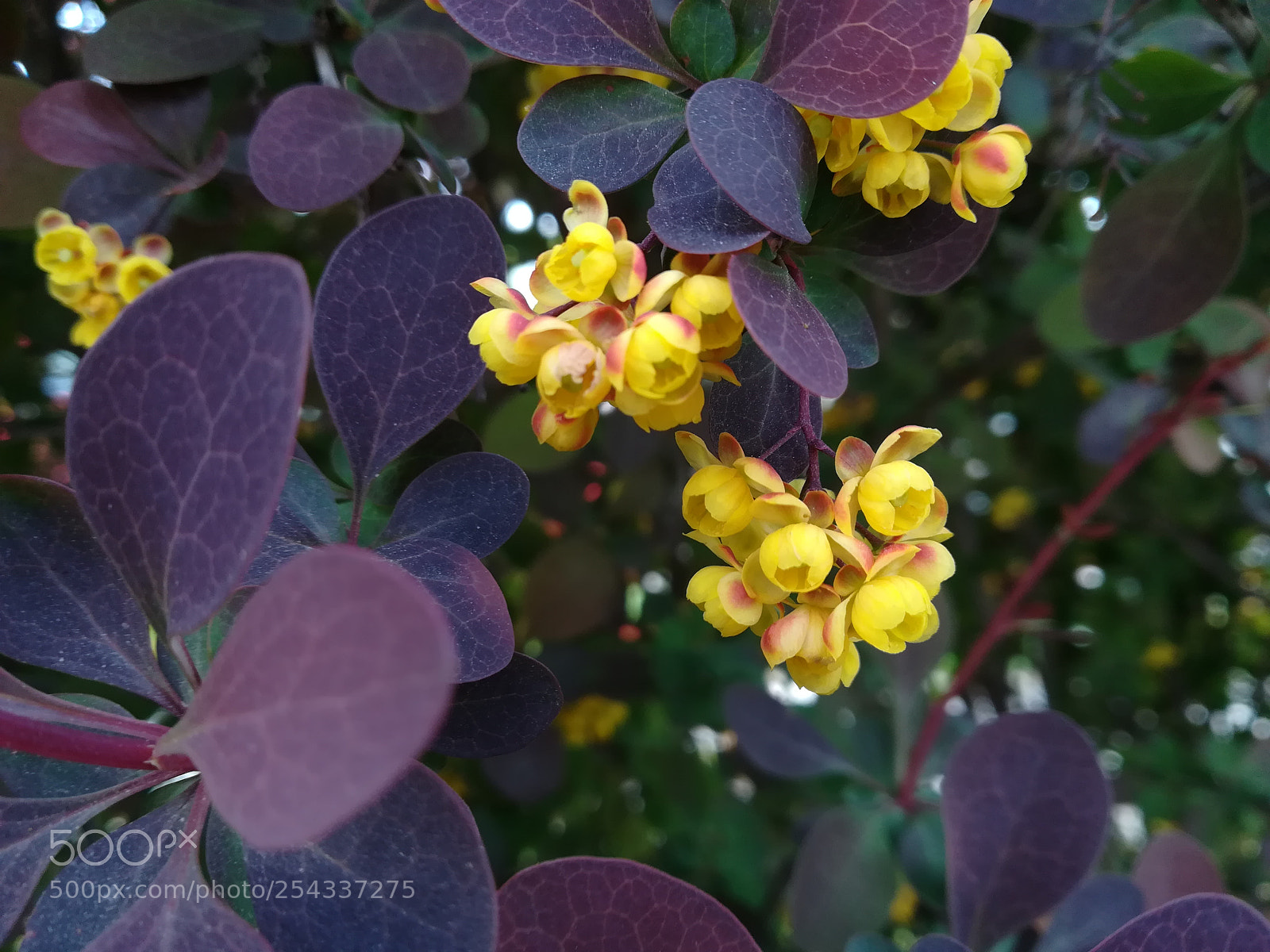 HUAWEI P10 lite sample photo. Flowers photography