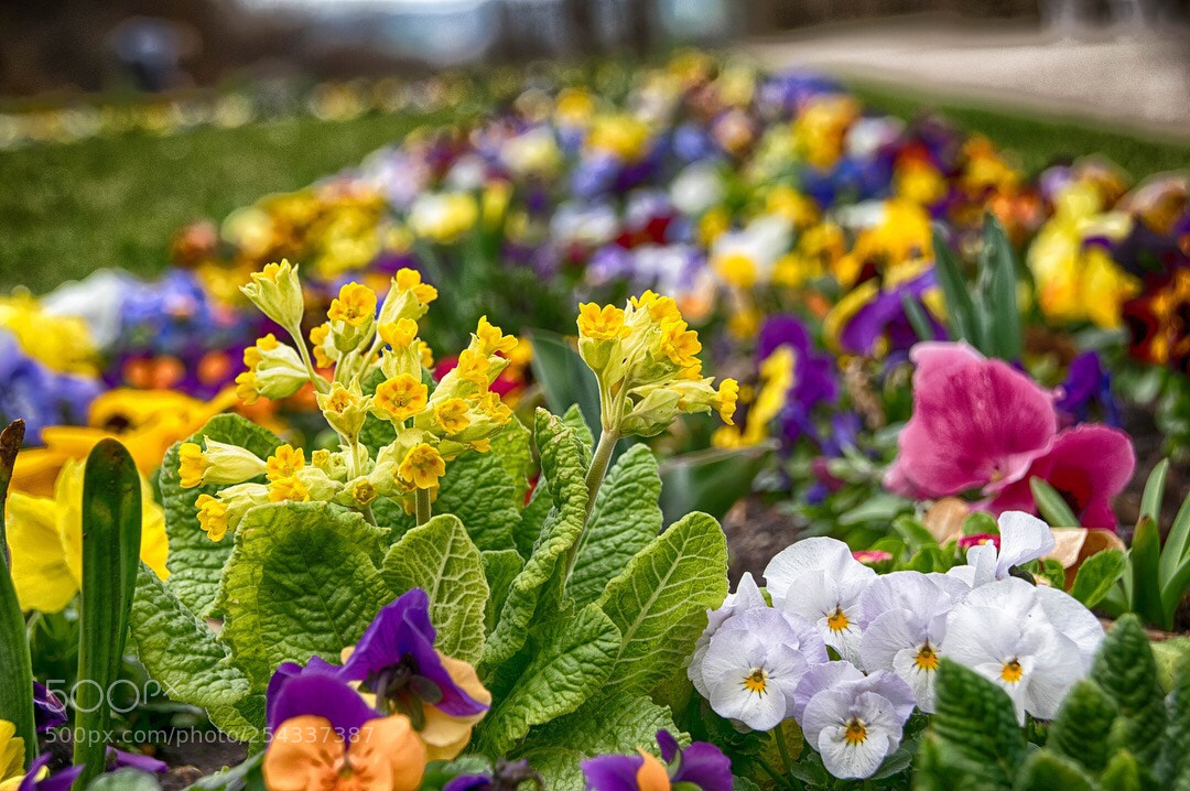Nikon D5500 sample photo. Flowers i photography