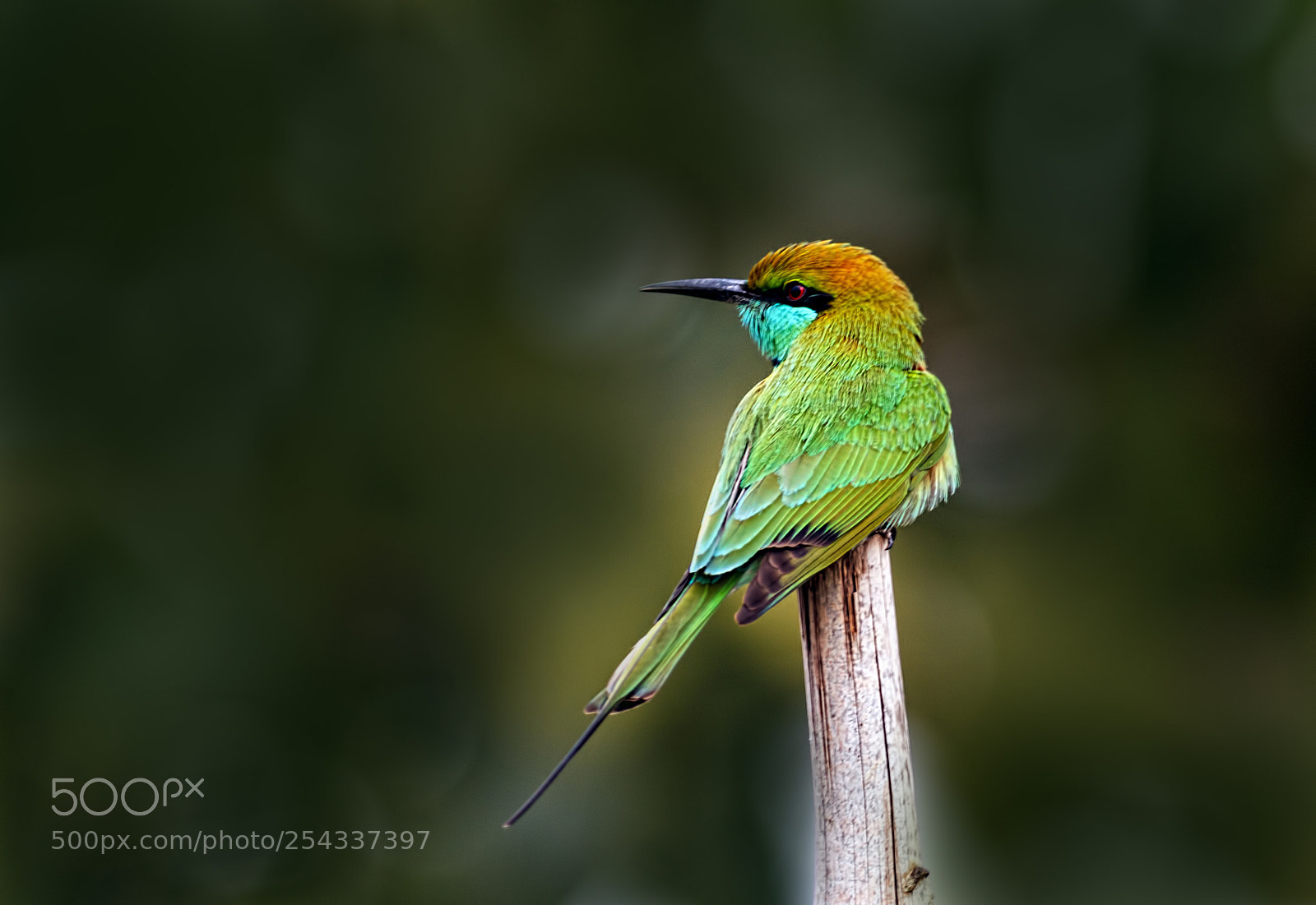 Canon EOS 7D sample photo. Green bee eater... photography