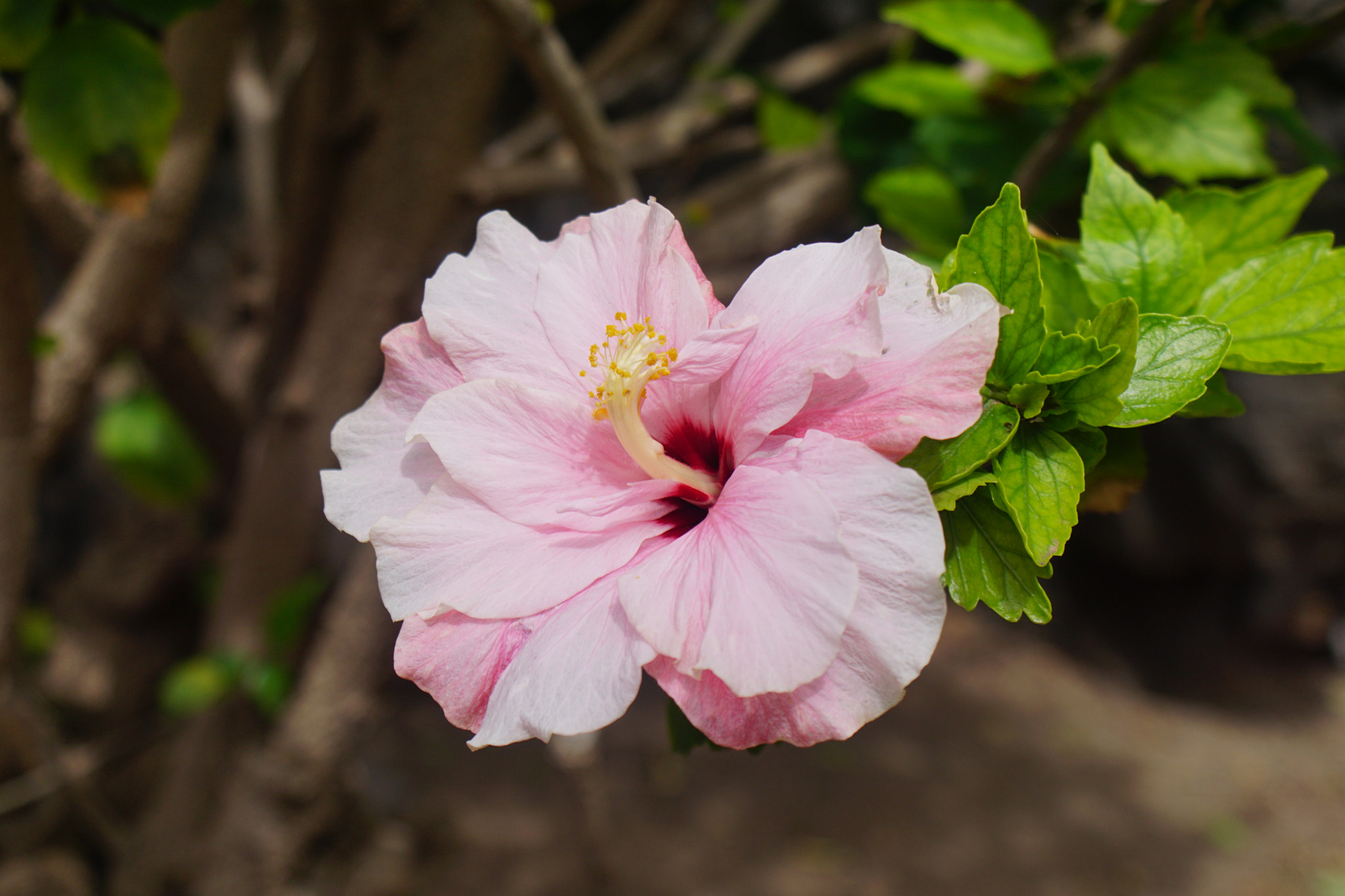 Sony DT 18-70mm F3.5-5.6 sample photo. Hibiscus photography