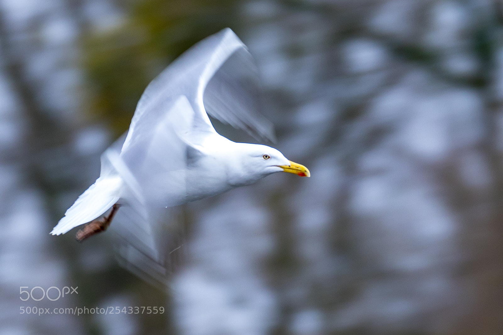 Canon EOS 7D Mark II sample photo. Gull photography