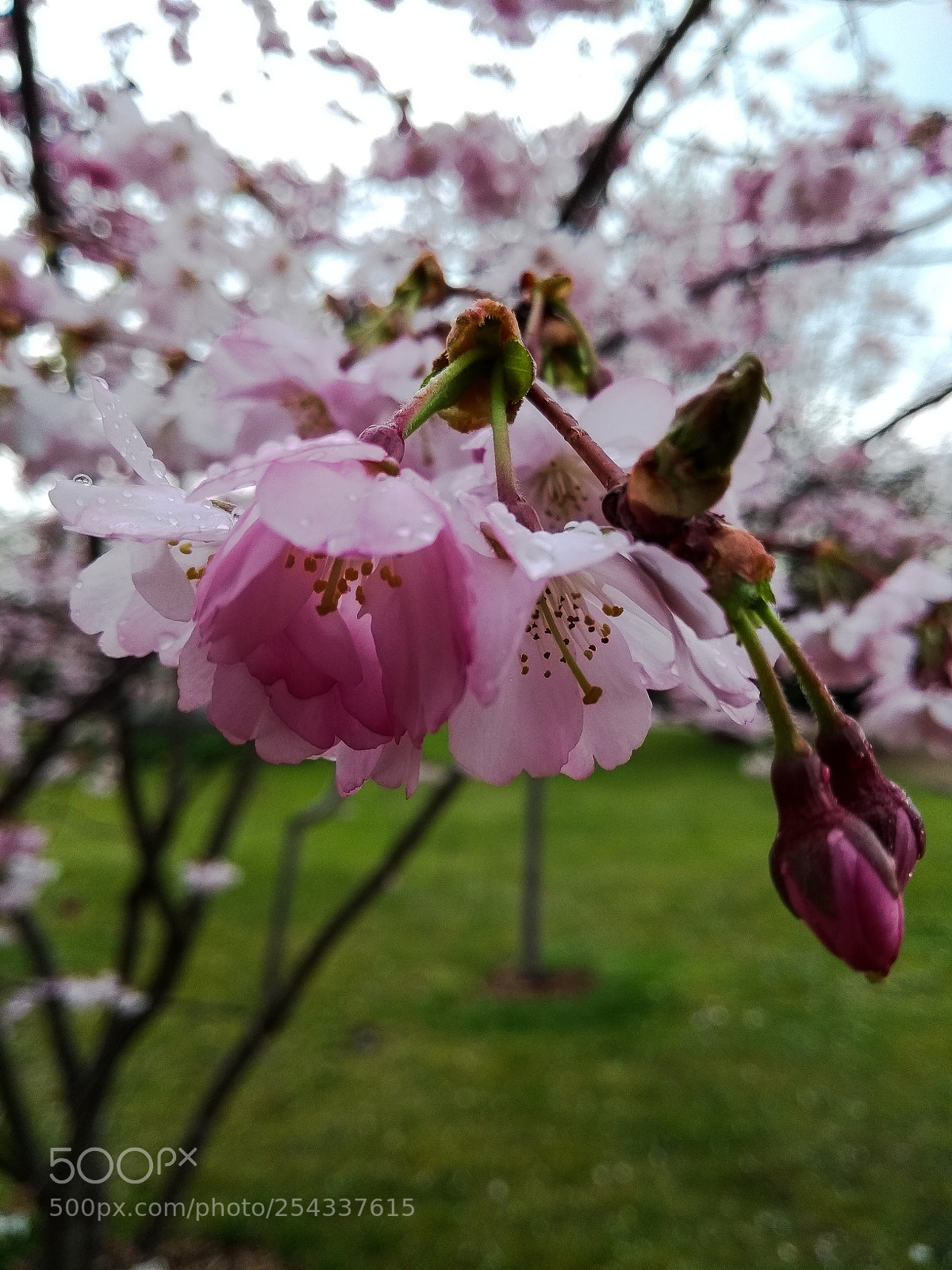 Motorola Moto G (5th Gen) sample photo. Spring beauty photography