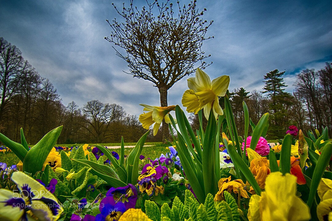Nikon D5500 sample photo. Flowers ii photography