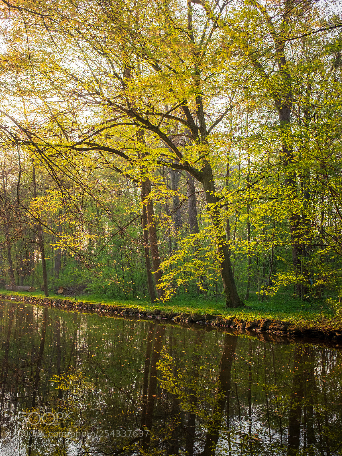 Fujifilm X100T sample photo. Green spring in the photography