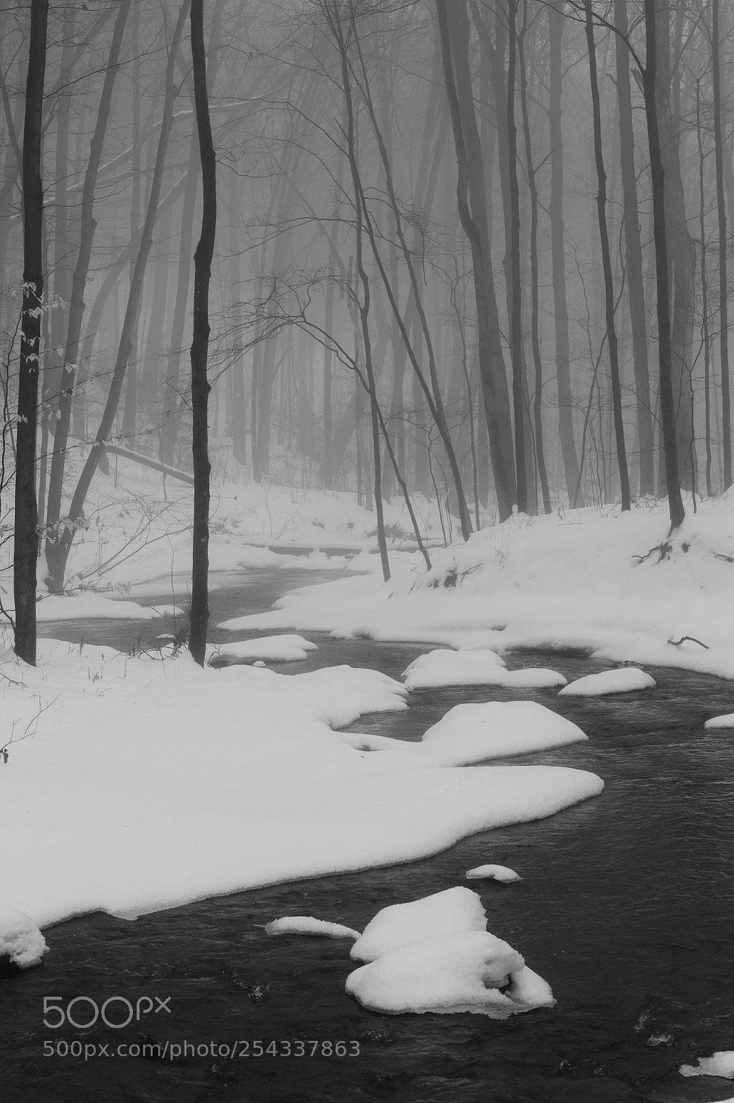 Nikon D850 sample photo. In a misty forest photography