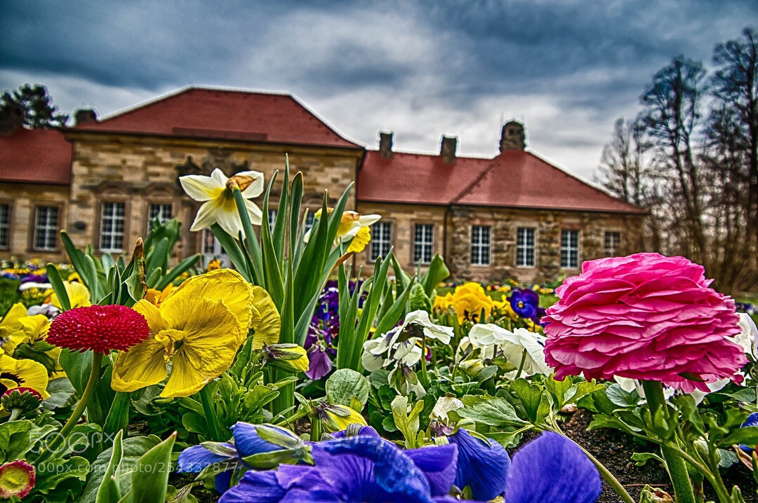 Nikon D5500 sample photo. Flowers iii photography