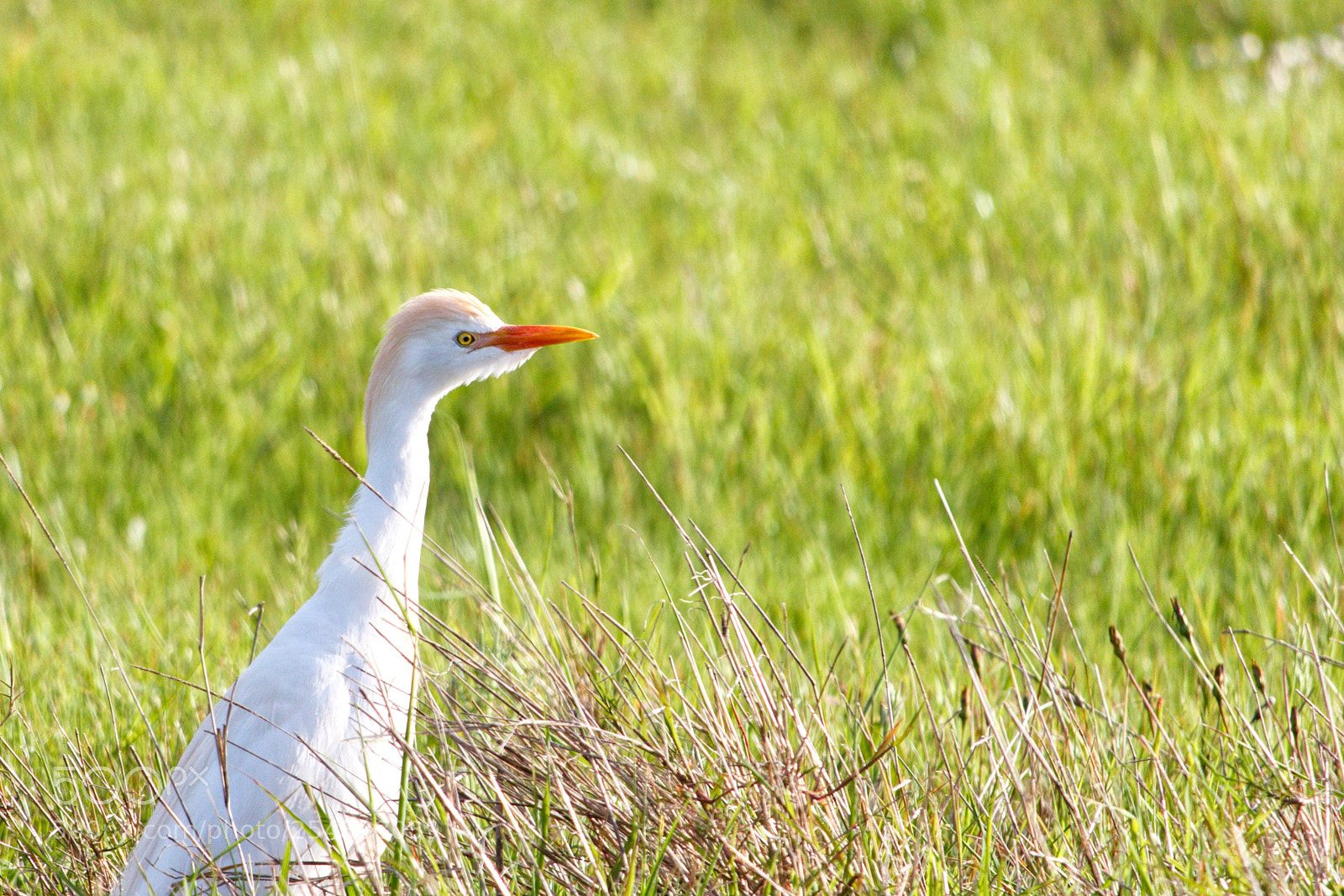 Canon EOS 70D sample photo. Coriosa photography