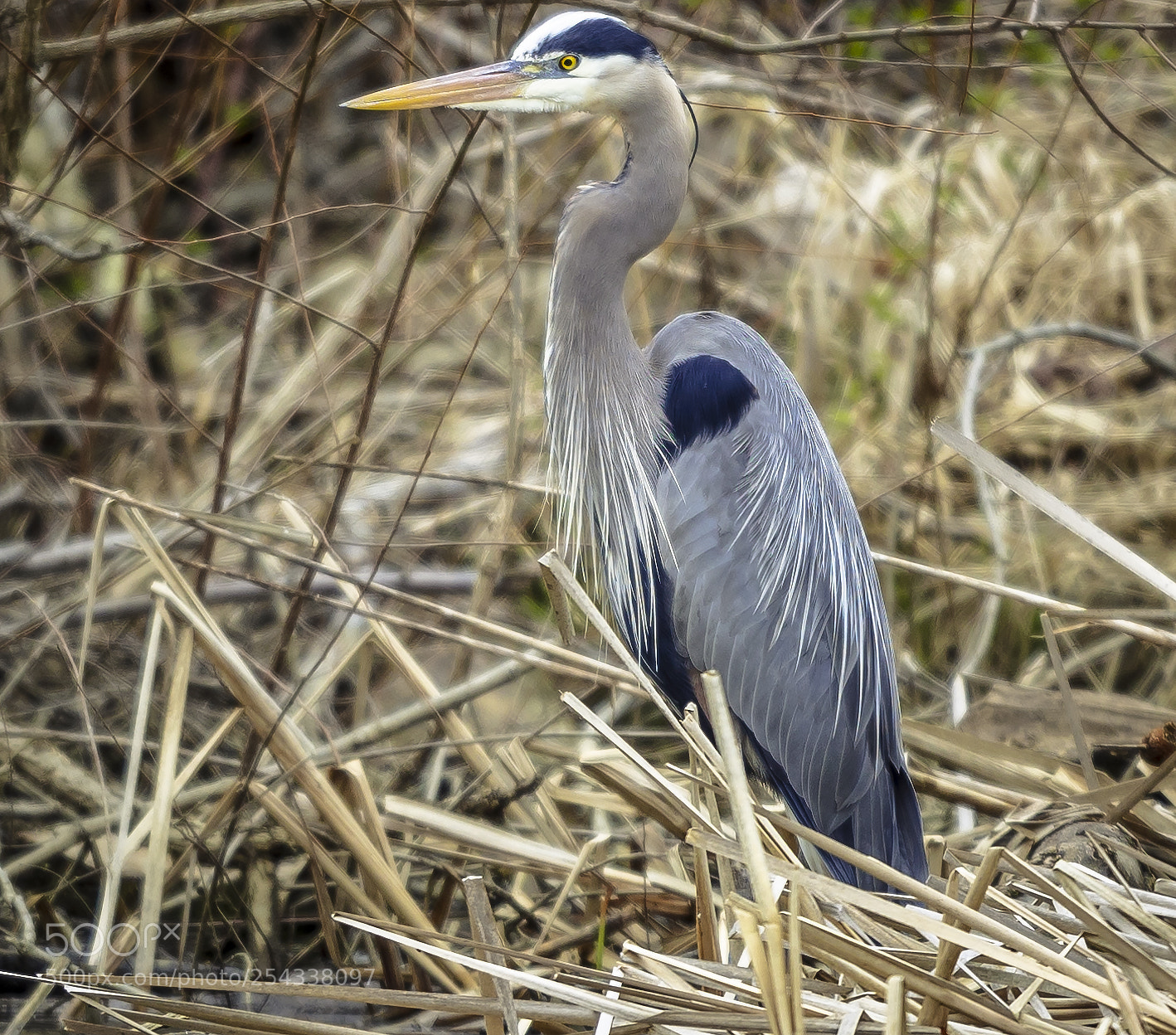 Canon EOS 5DS R sample photo. Egret photography