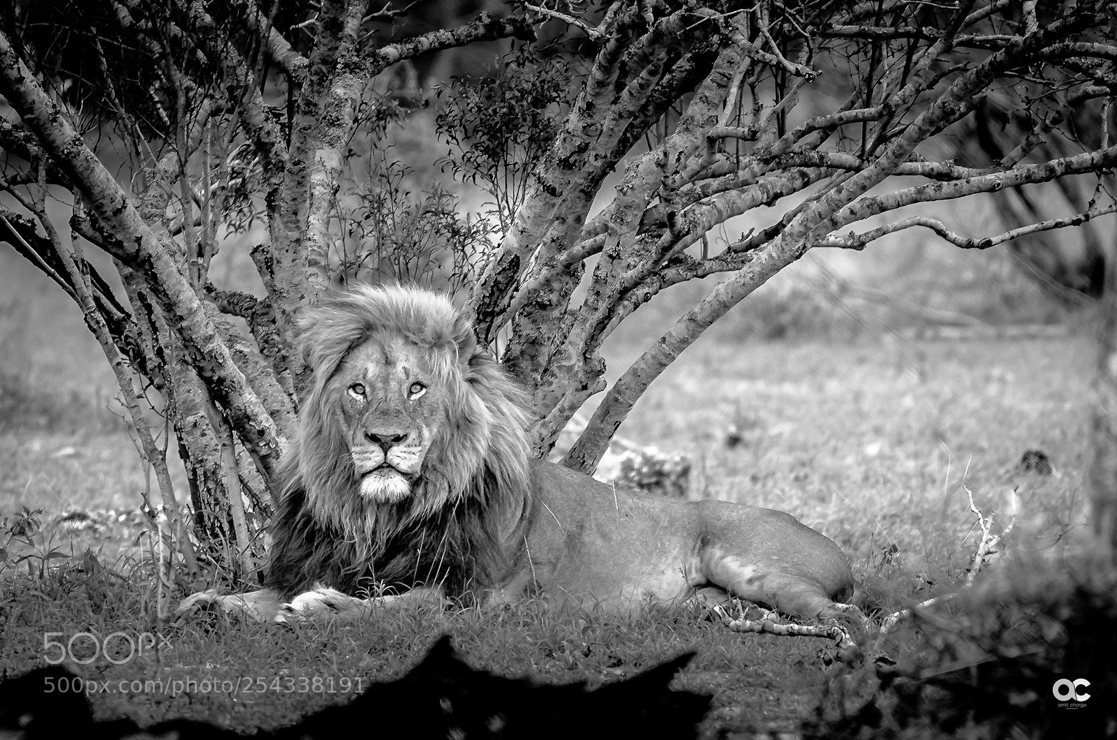 Nikon D5100 sample photo. The lion king photography