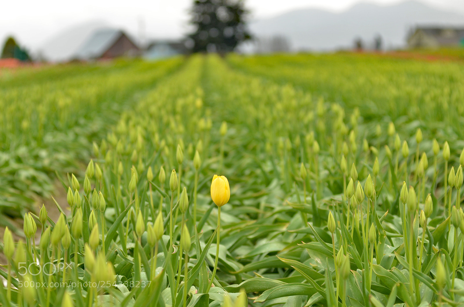 Nikon D7000 sample photo. Early blossom photography