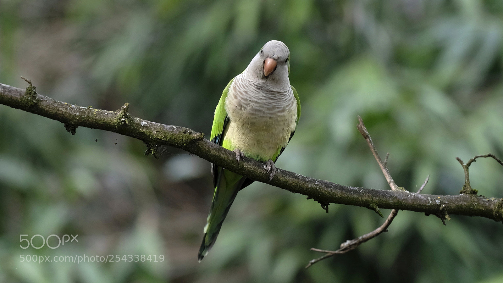 Fujifilm X-T2 sample photo. Green ! photography