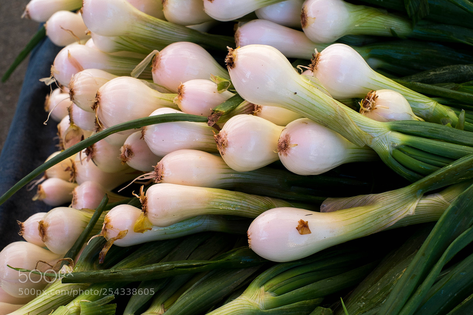 Fujifilm X-Pro1 sample photo. Onion bunch photography