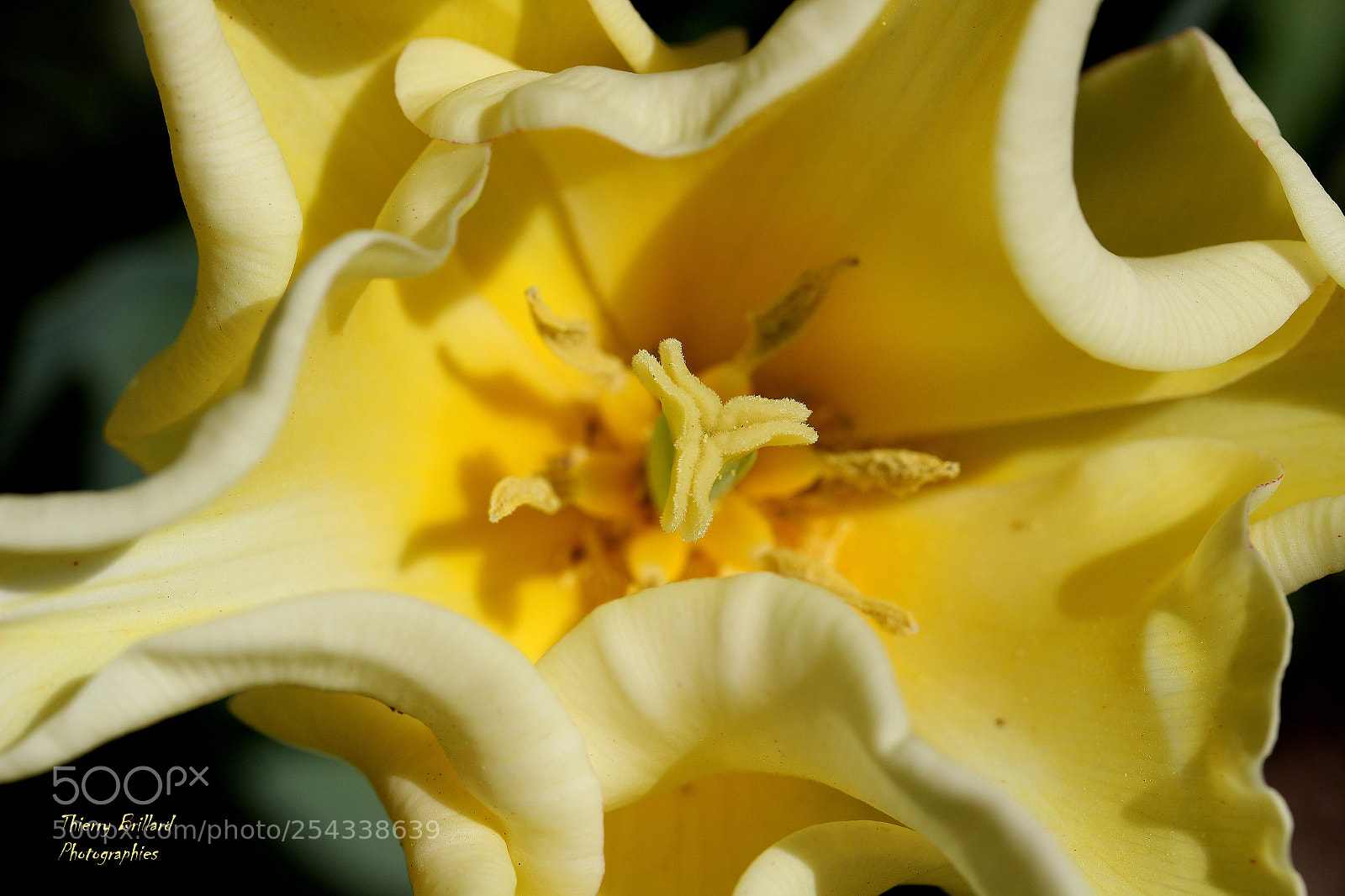 Canon EOS 600D (Rebel EOS T3i / EOS Kiss X5) sample photo. C ur de tulipe photography
