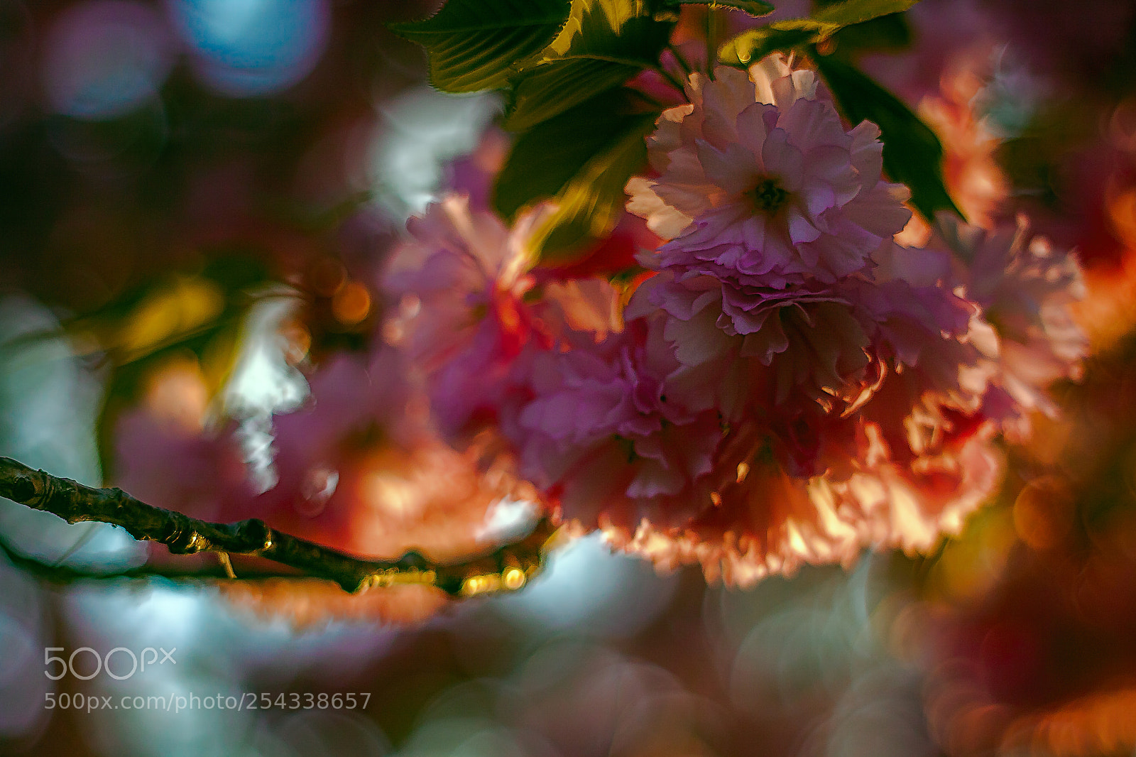 Canon EOS 50D sample photo. Untitled (of ) edit photography