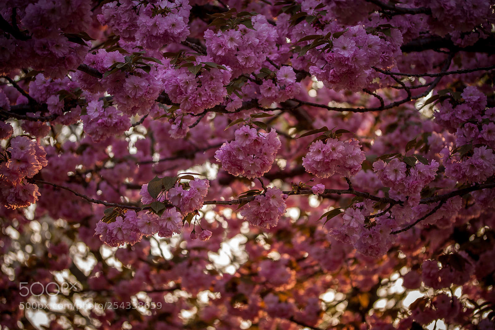 Canon EOS 50D sample photo. Untitled (of ) photography