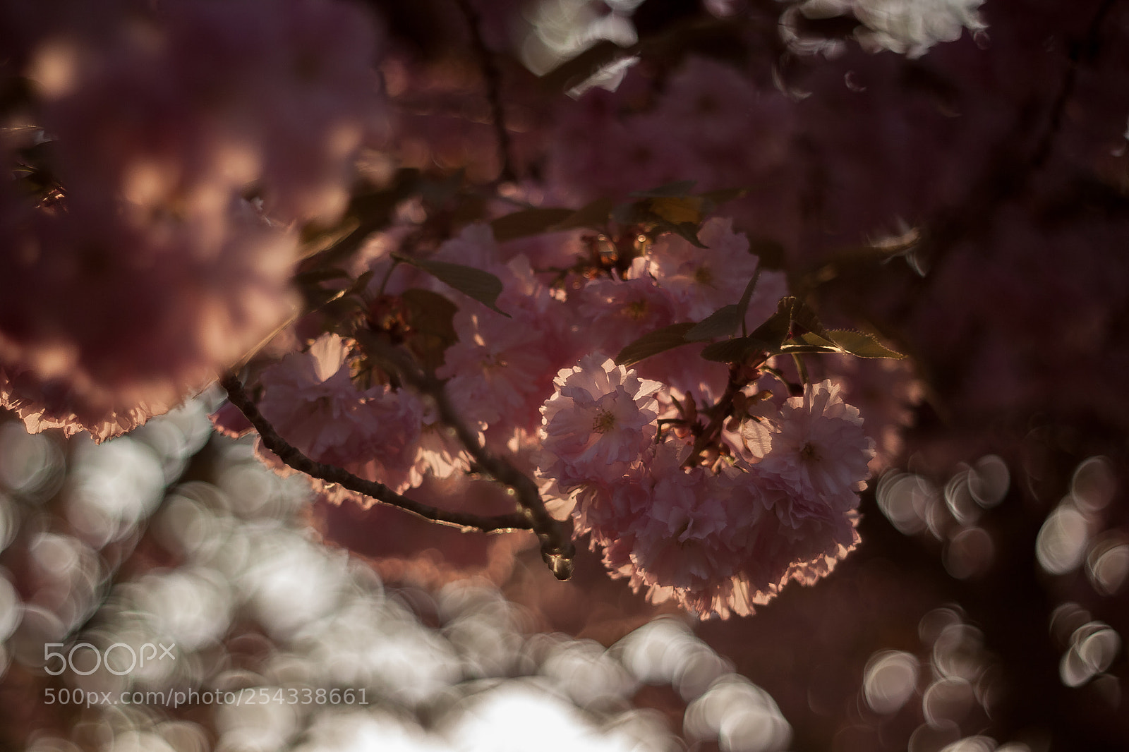 Canon EOS 50D sample photo. Untitled (of ) photography
